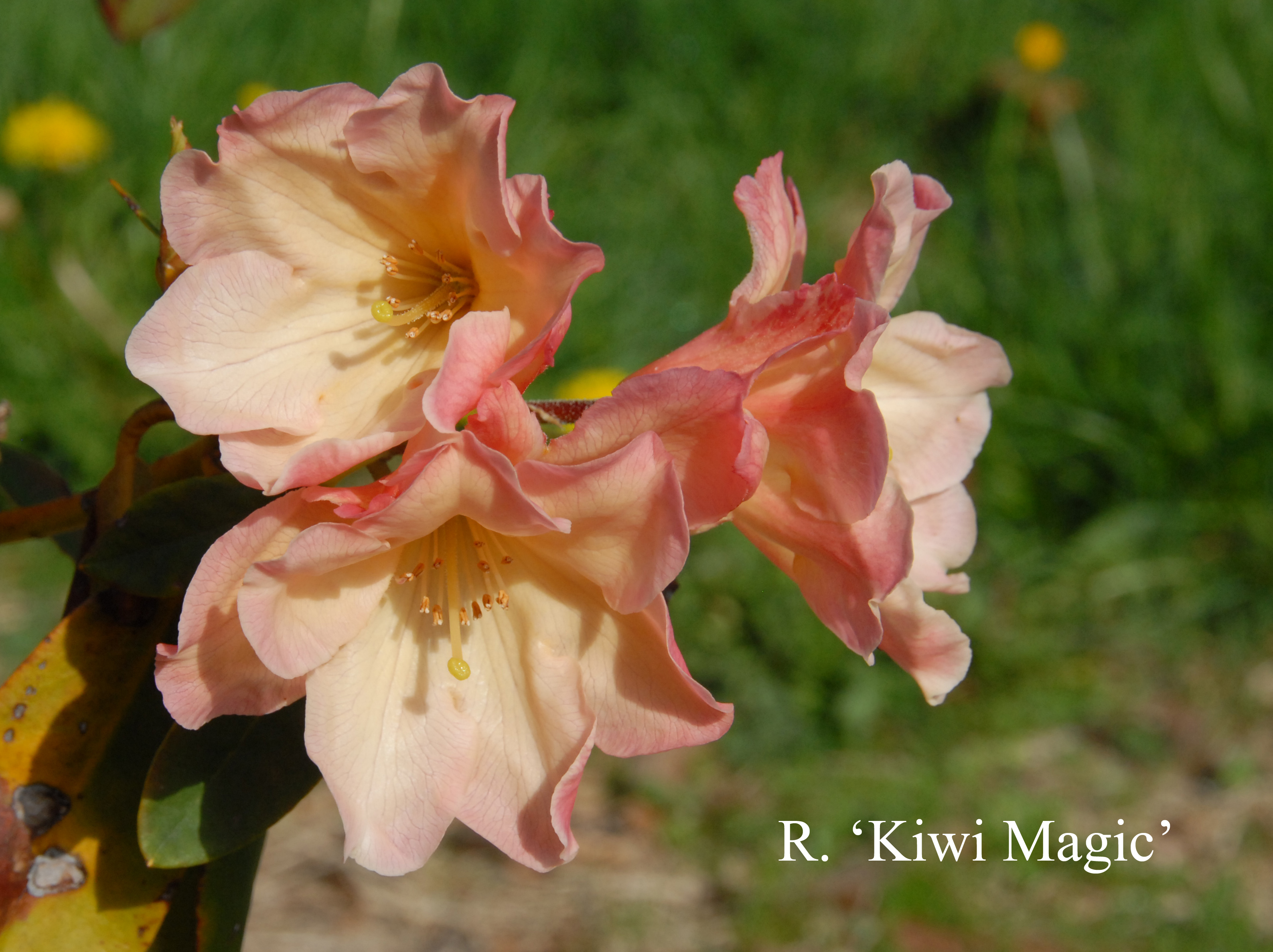 Rhododendron Kiwi Majic photo