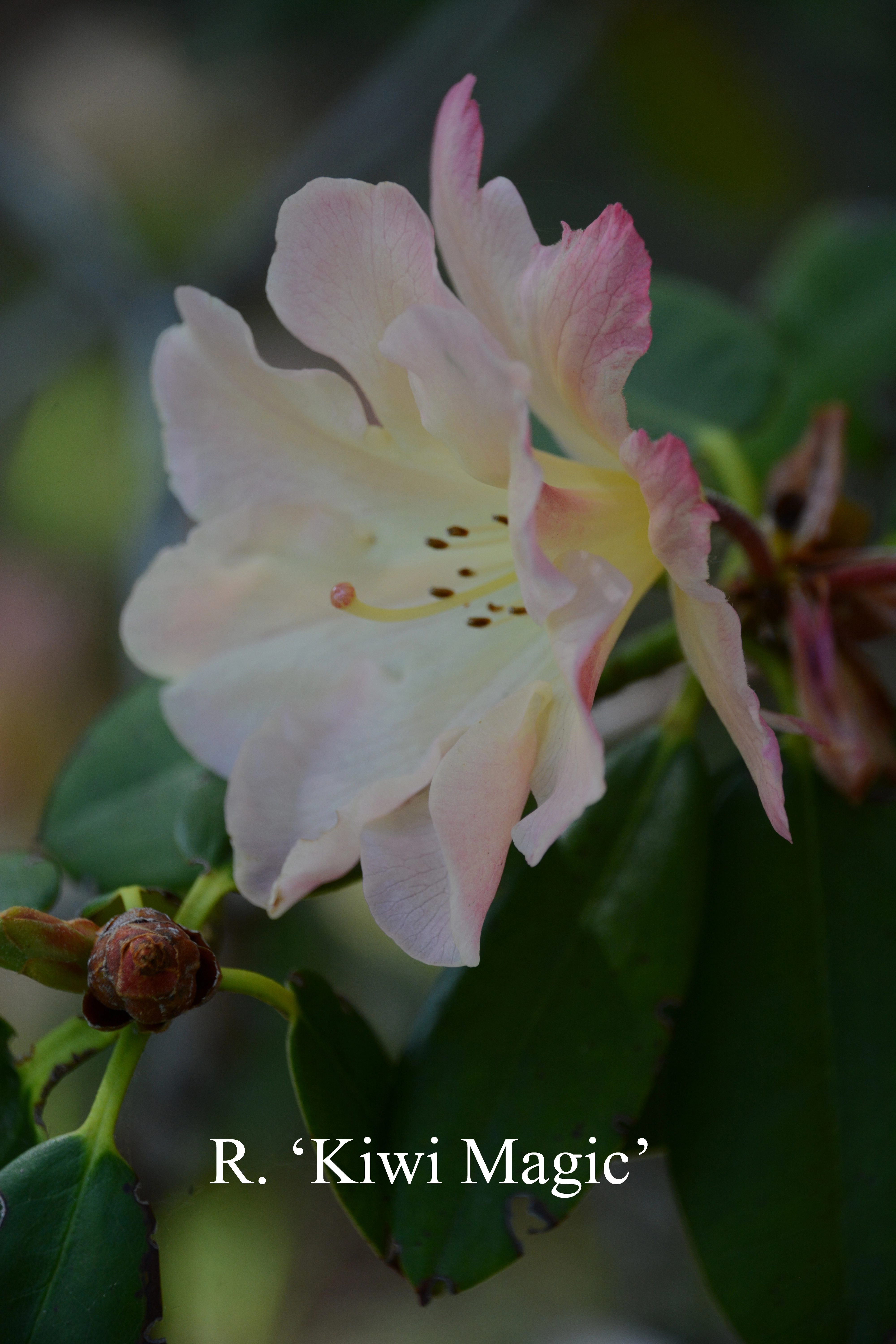 Rhododendron Kiwi Majic photo
