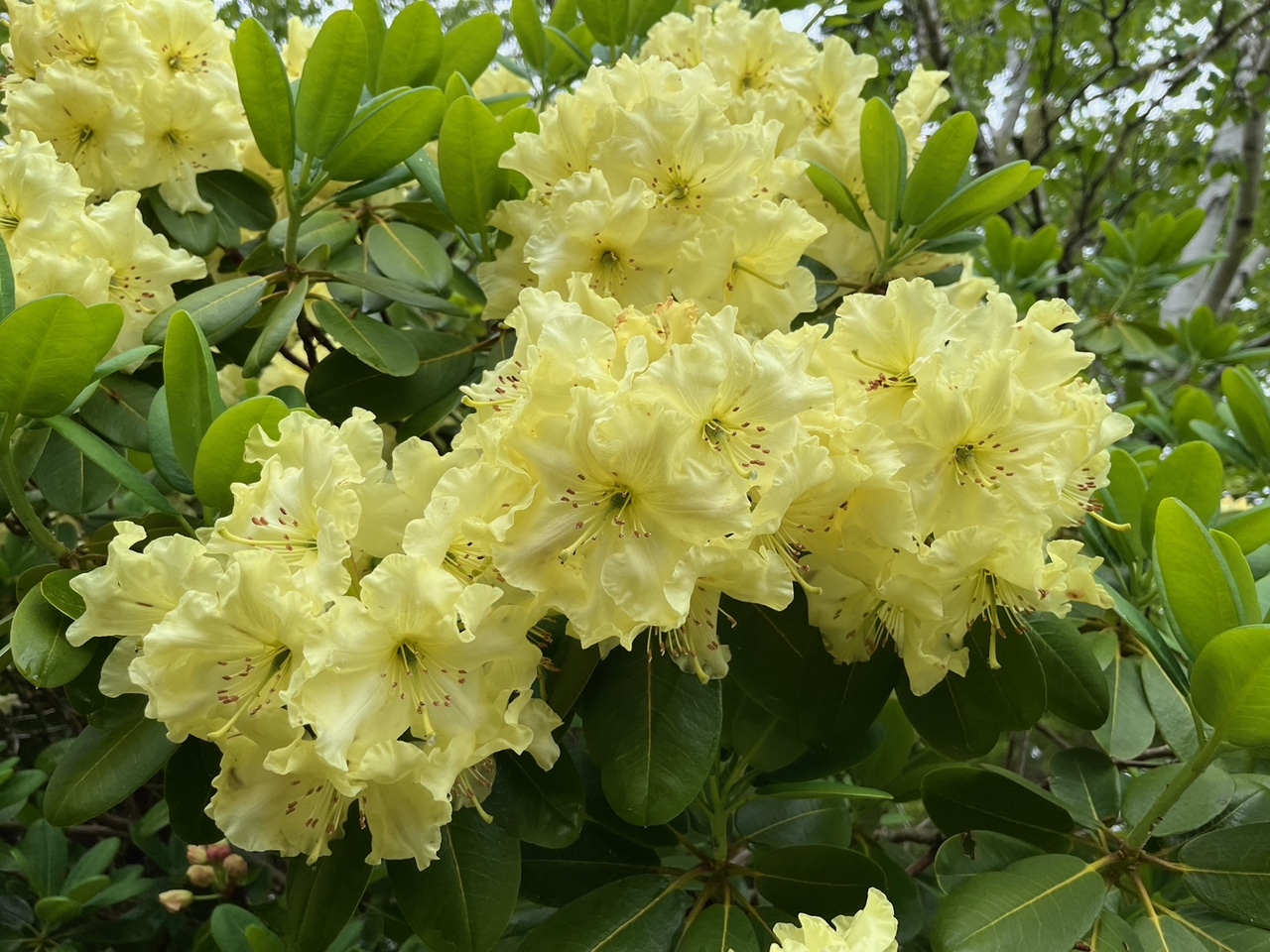 Rhododendron Golden Star photo