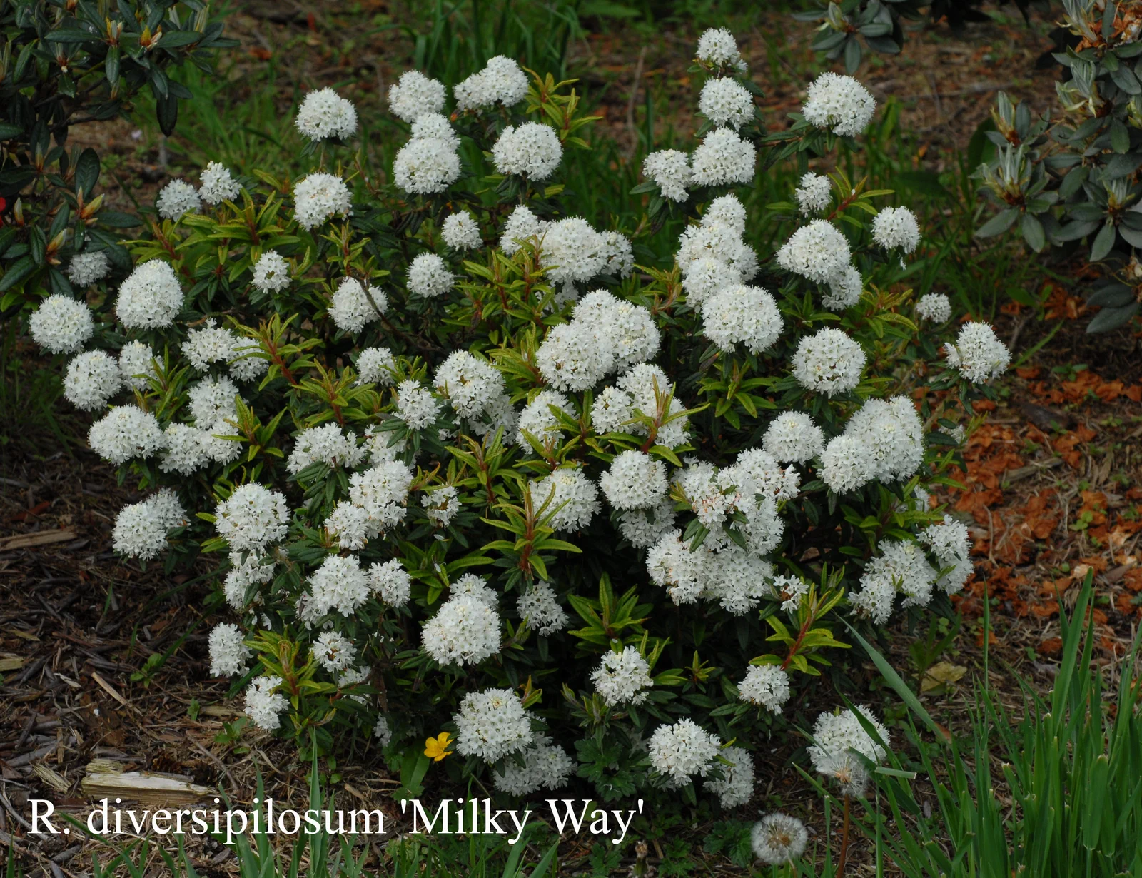 R. diversipilosum photo of R. diversipilosum. Location: Fearing's Farm Nursery, Abbotsford, BC, Canada. Photo by: Harold Fearing