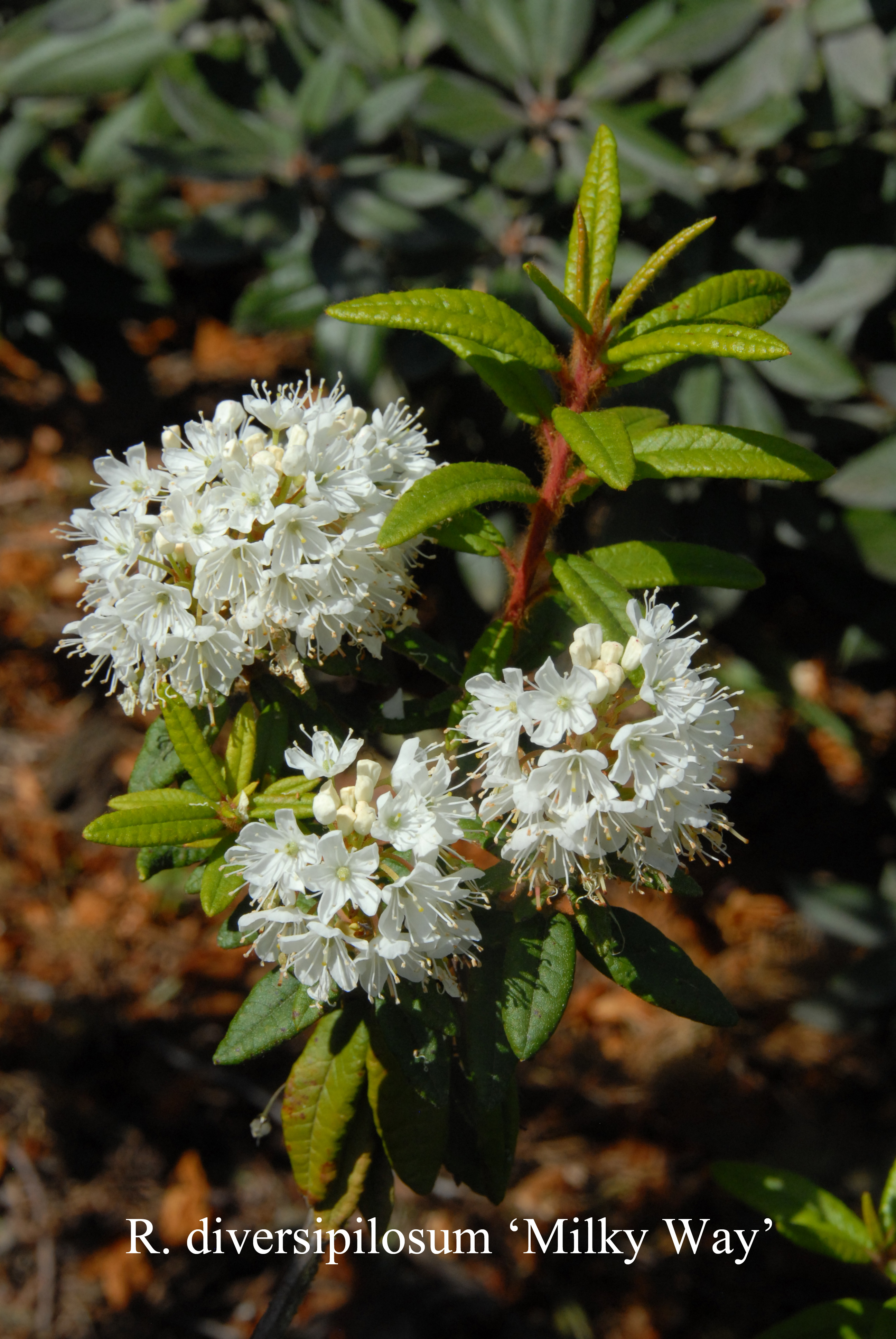 Rhododendron diversipilosum photo
