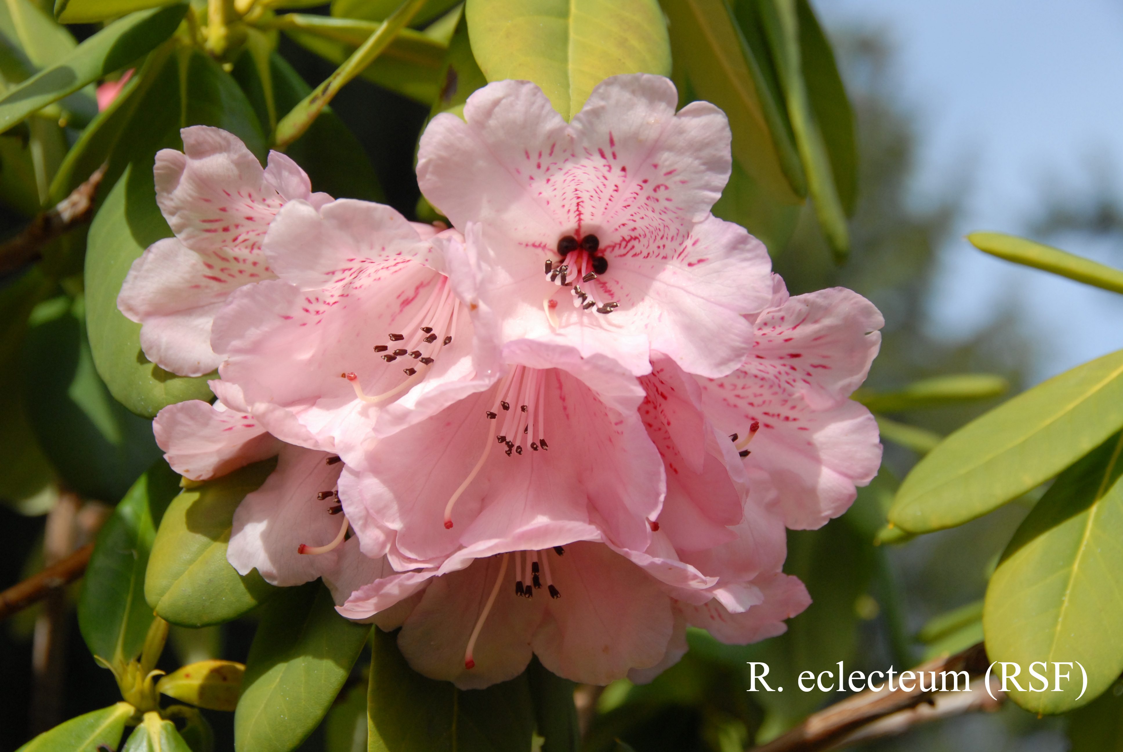 Rhododendron eclecteum var eclecteum photo
