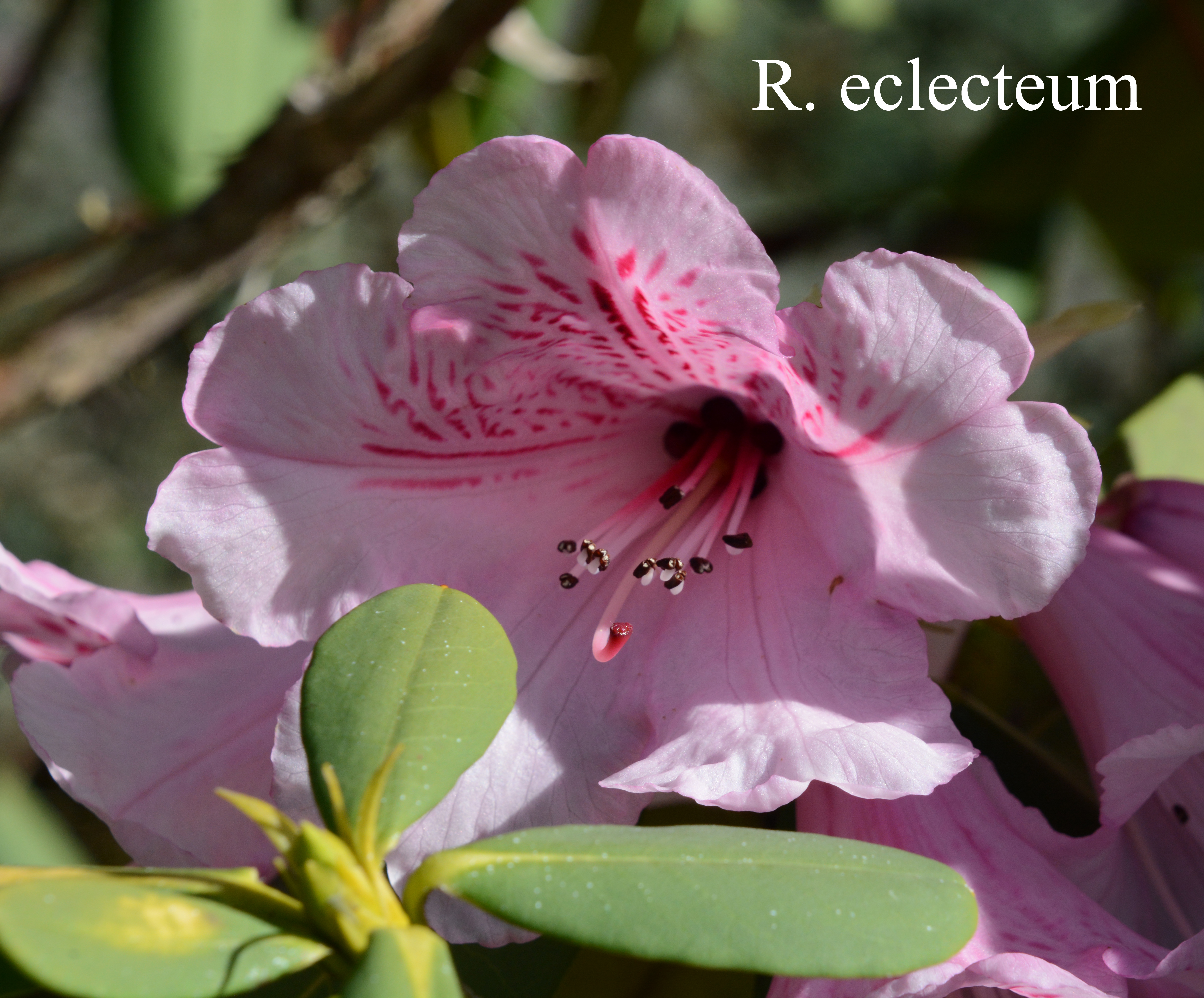 Rhododendron eclecteum var eclecteum photo