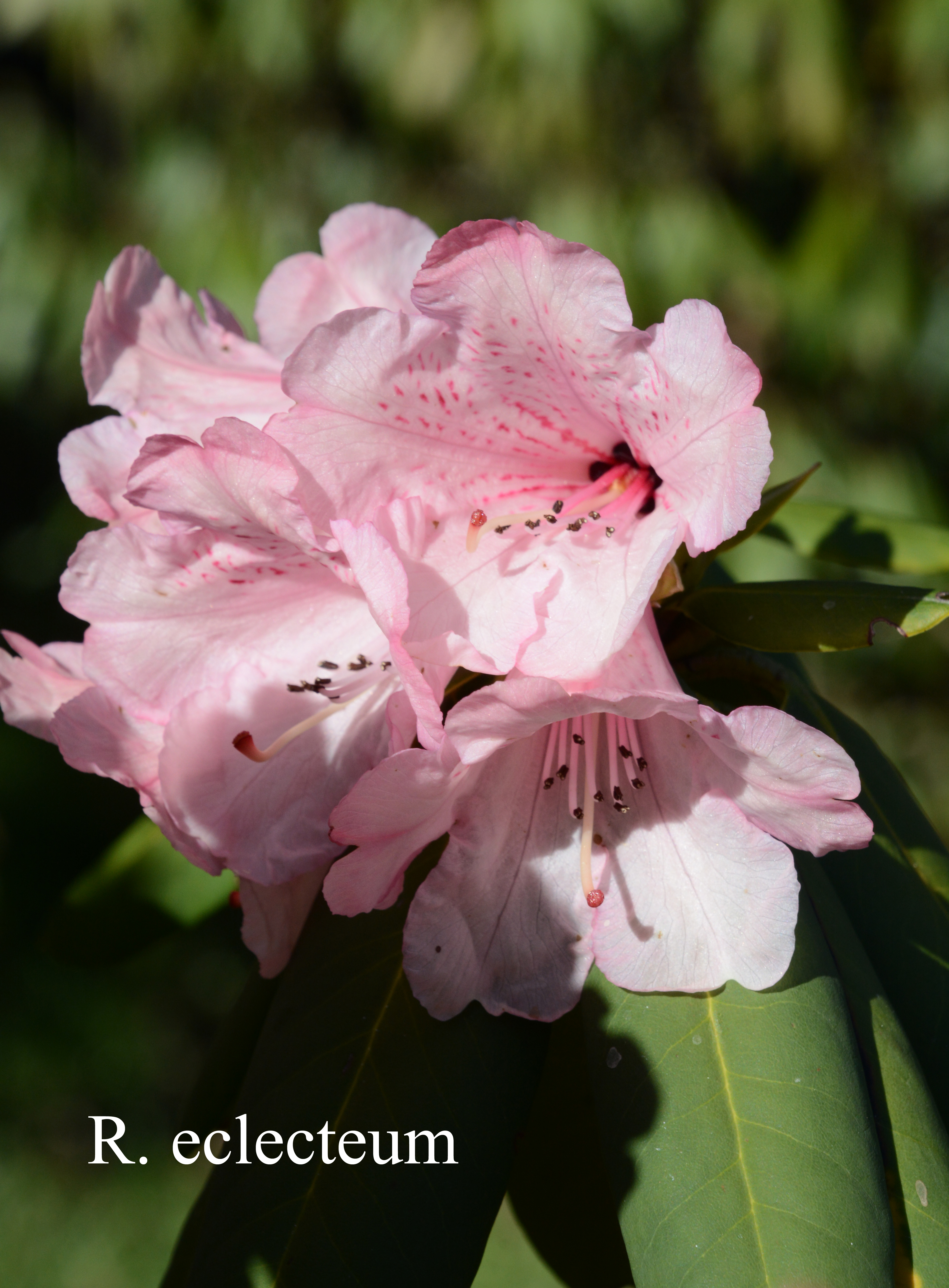 Rhododendron eclecteum var eclecteum photo