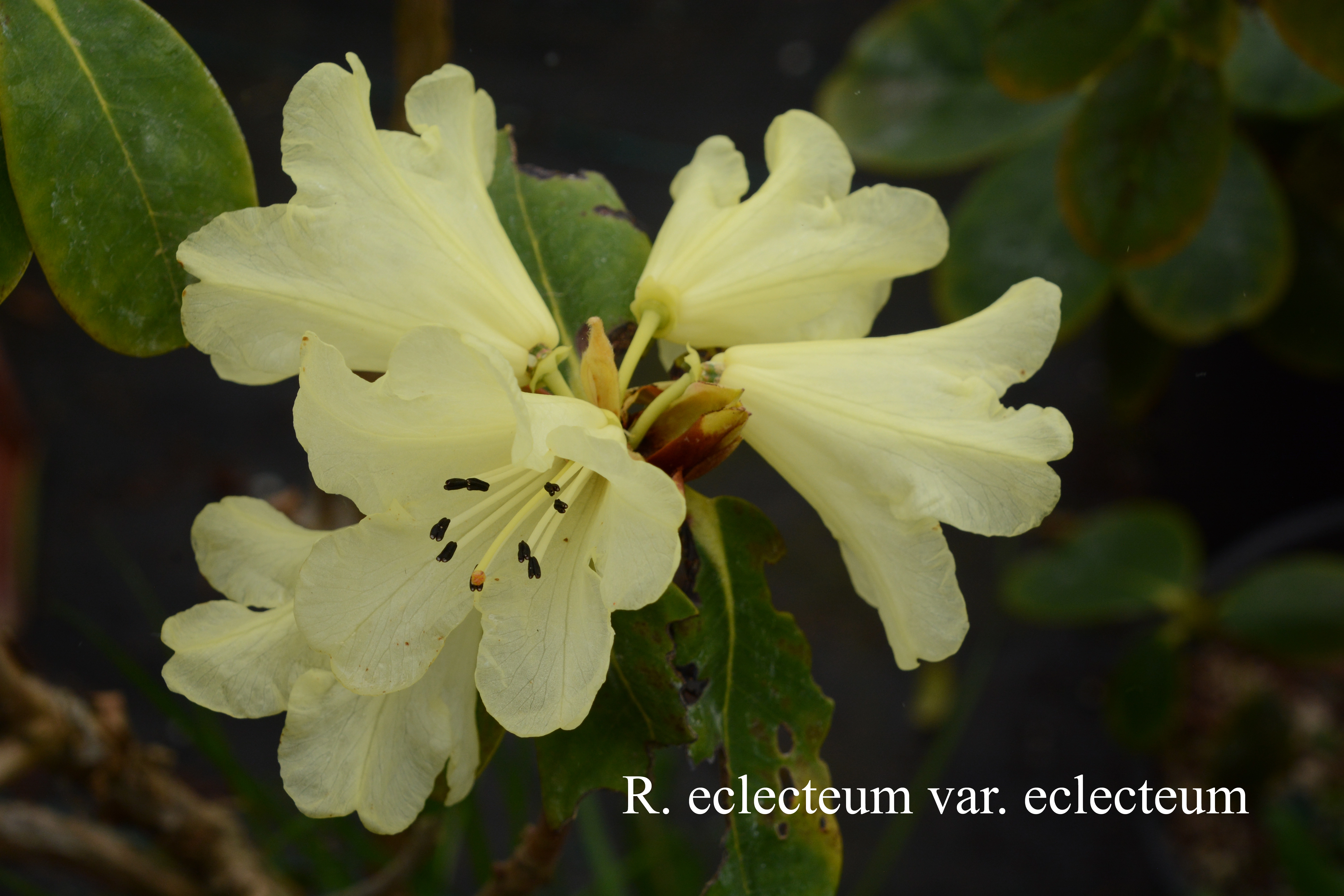 Rhododendron eclecteum var eclecteum photo