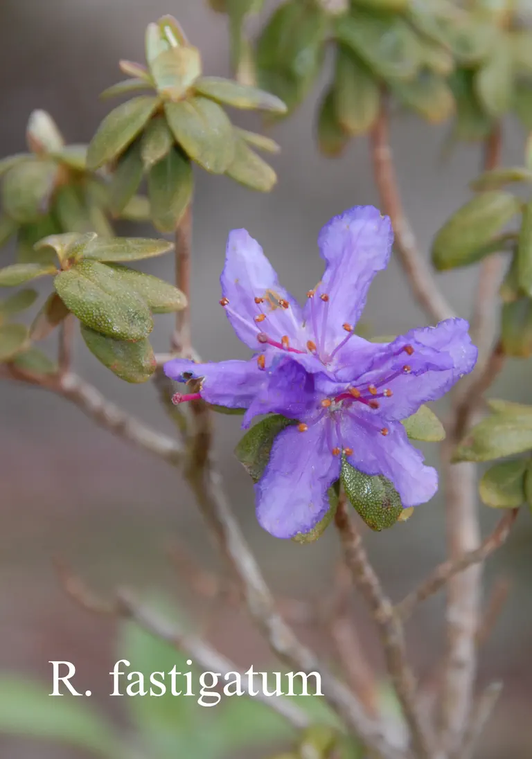 Photo of R. fastigiatum, Species