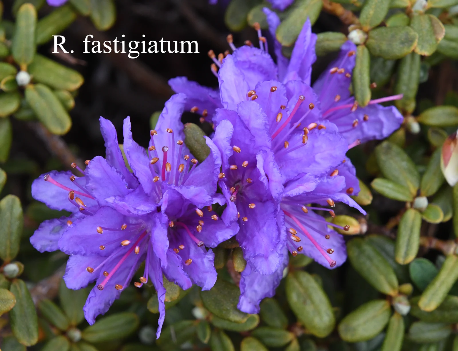 R. fastigiatum photo of R. fastigiatum. Location: Fearing's Farm Nursery, Abbotsford, BC, Canada. Photo by: Harold Fearing