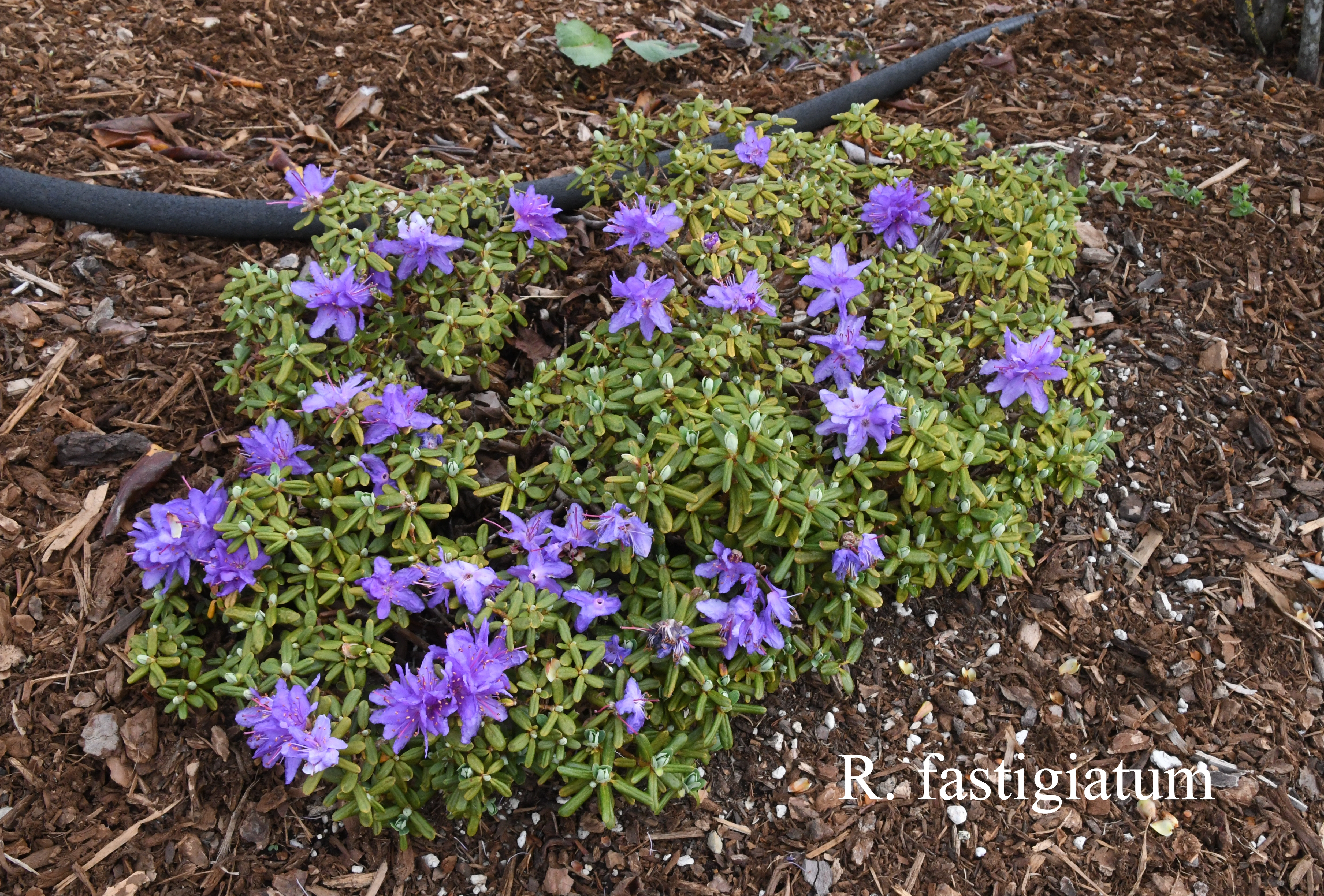 Rhododendron fastigiatum photo