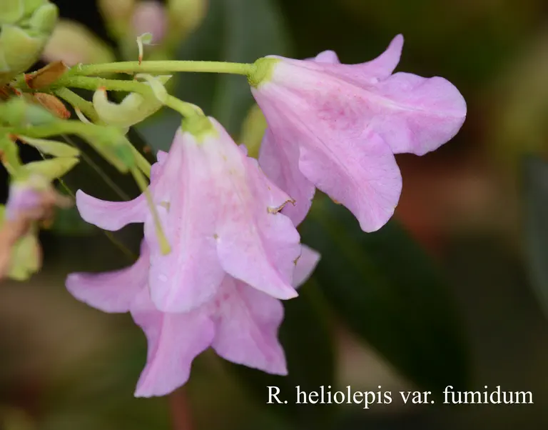 Photo of R. heliolepis var fumidum, Species