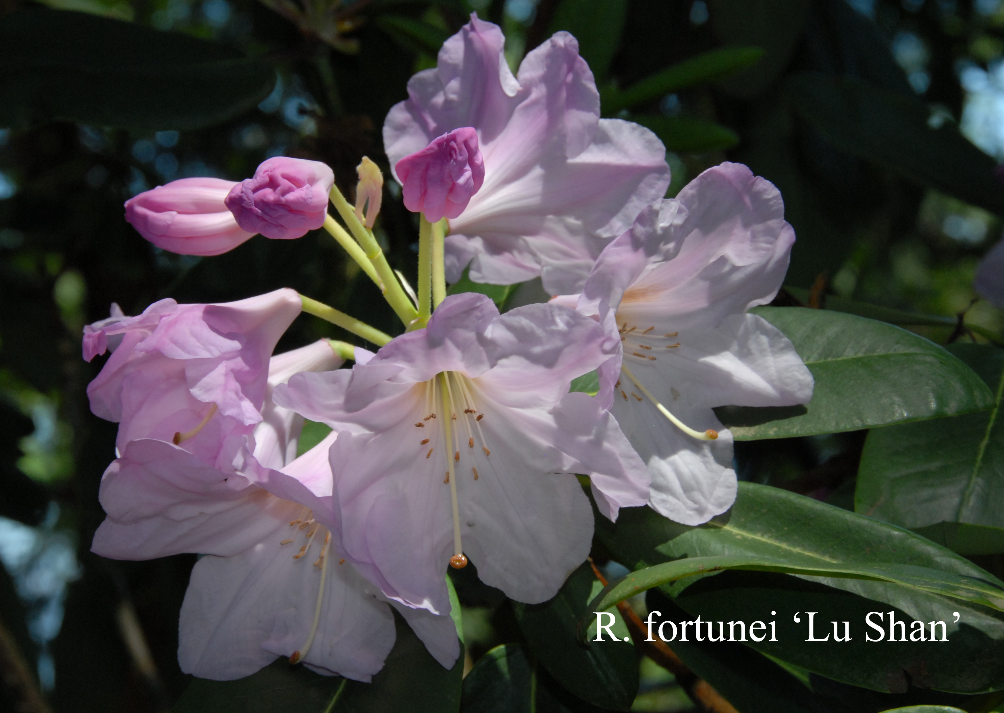 Rhododendron Lu-Shan photo