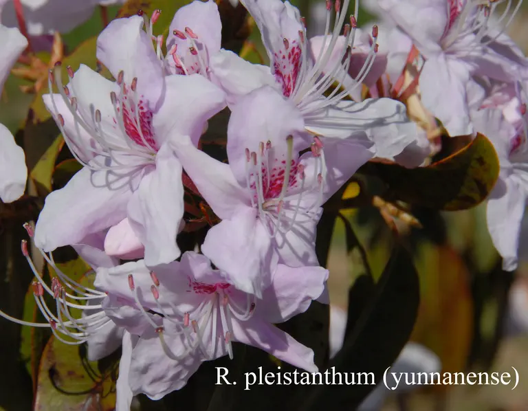 Photo of R. pleistanthum, Species