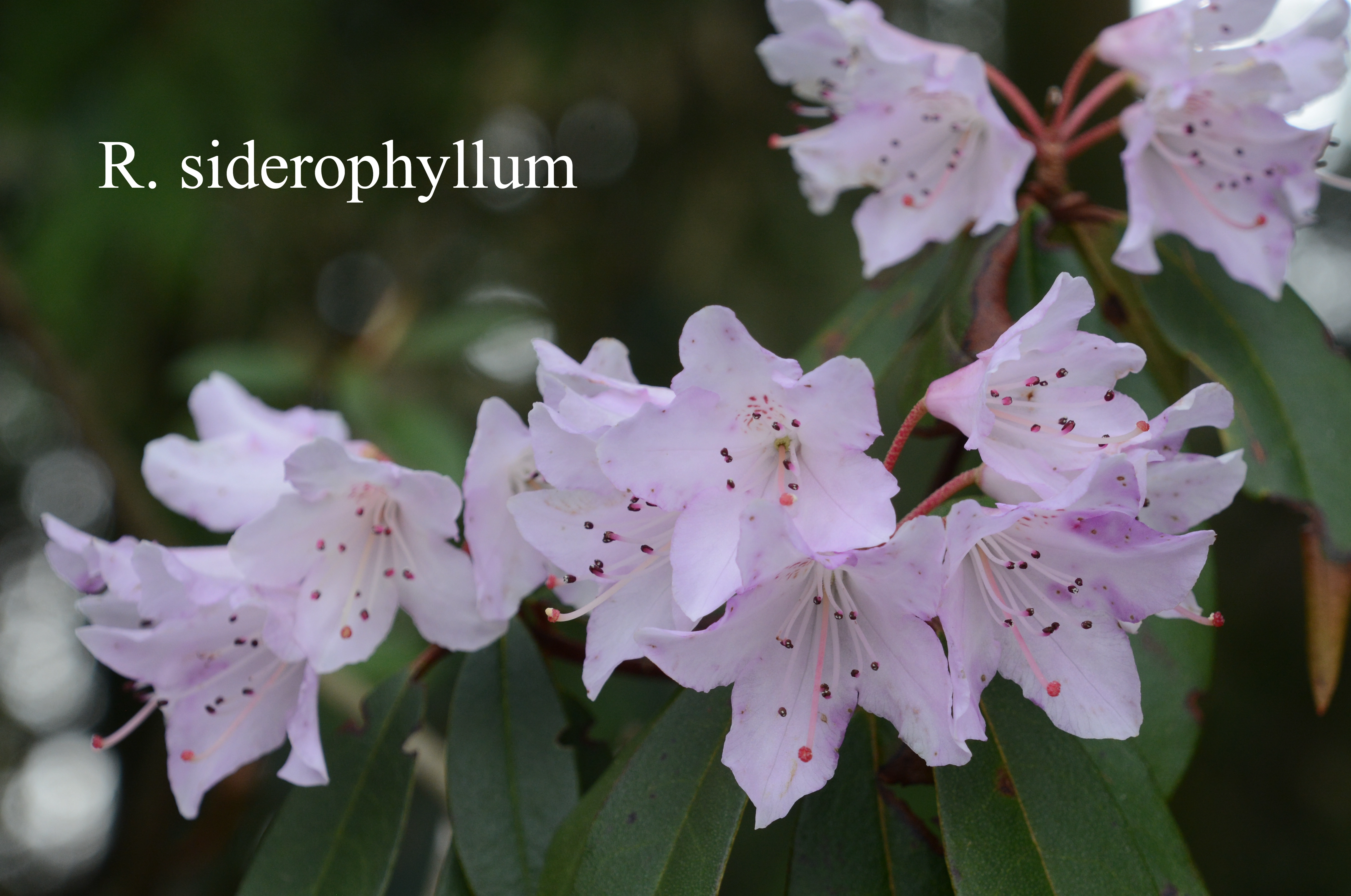 Rhododendron siderophyllum photo