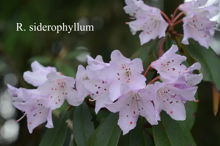 Photo of R. siderophyllum, Species
