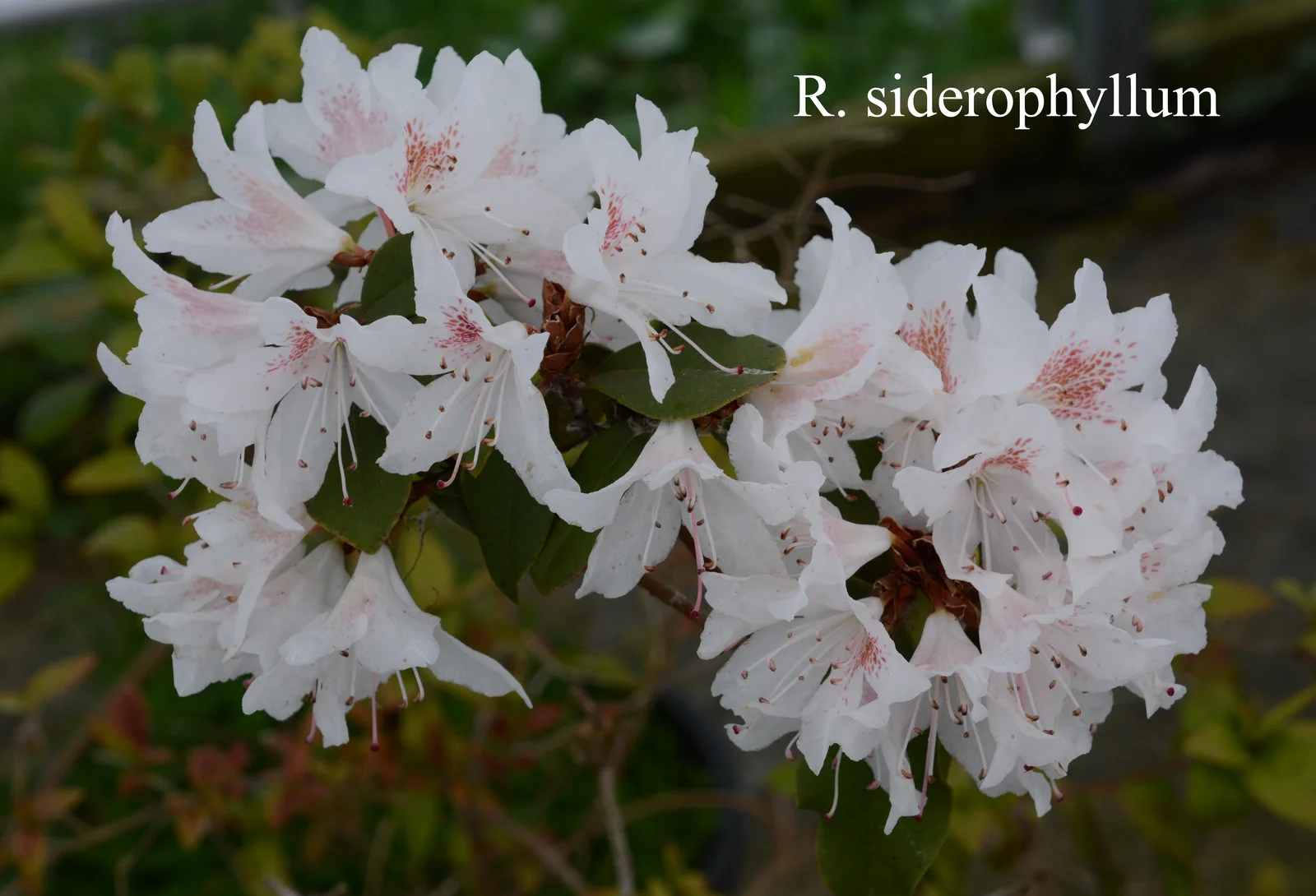 R. siderophyllum photo of R. siderophyllum. Location: Fearing's Farm Nursery, Abbotsford, BC, Canada. Photo by: Harold Fearing