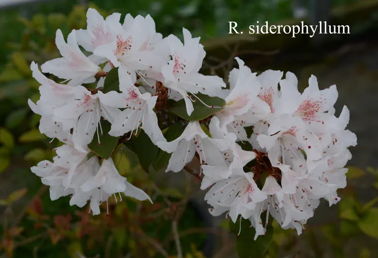 Photo of R. siderophyllum, Species