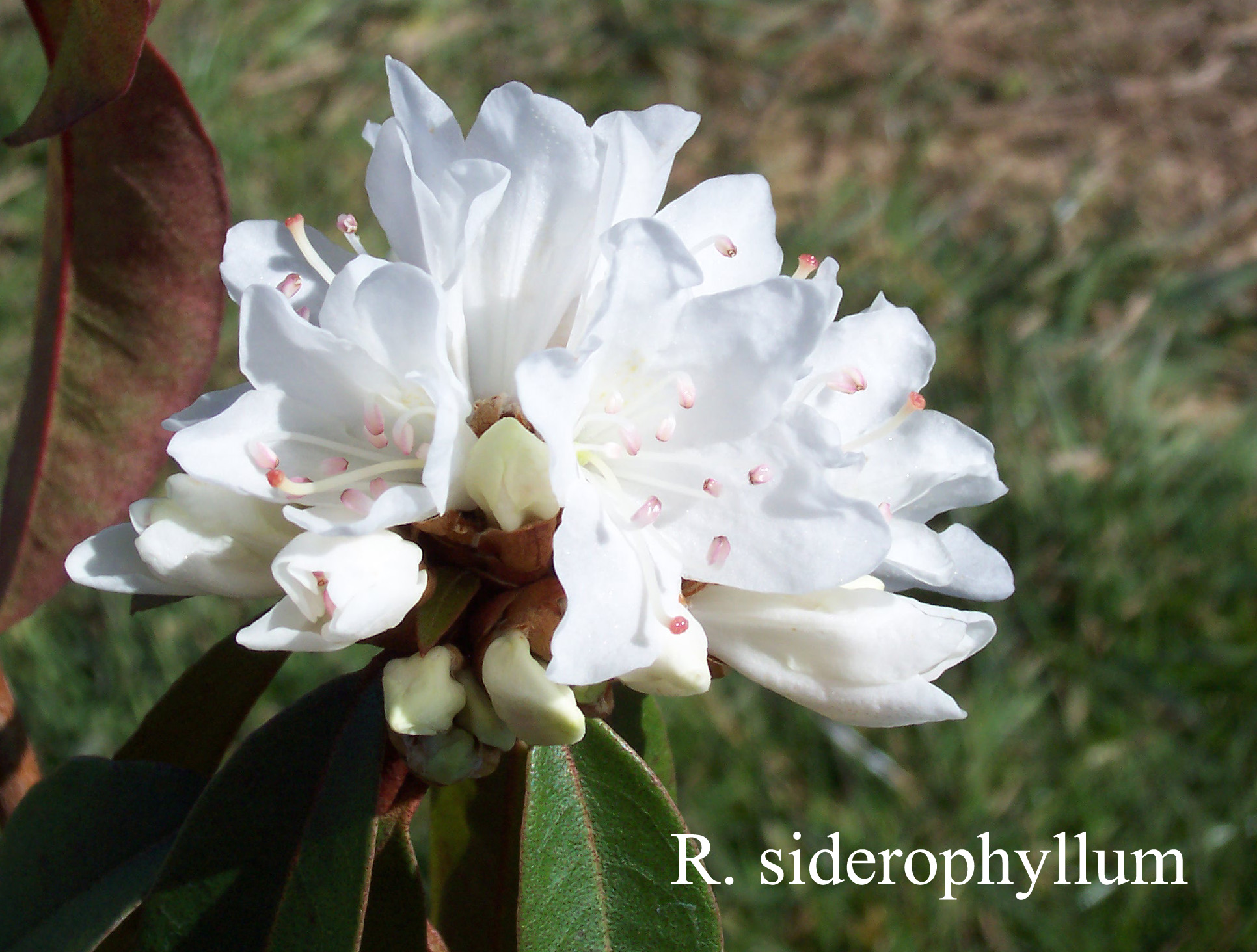 Rhododendron siderophyllum photo