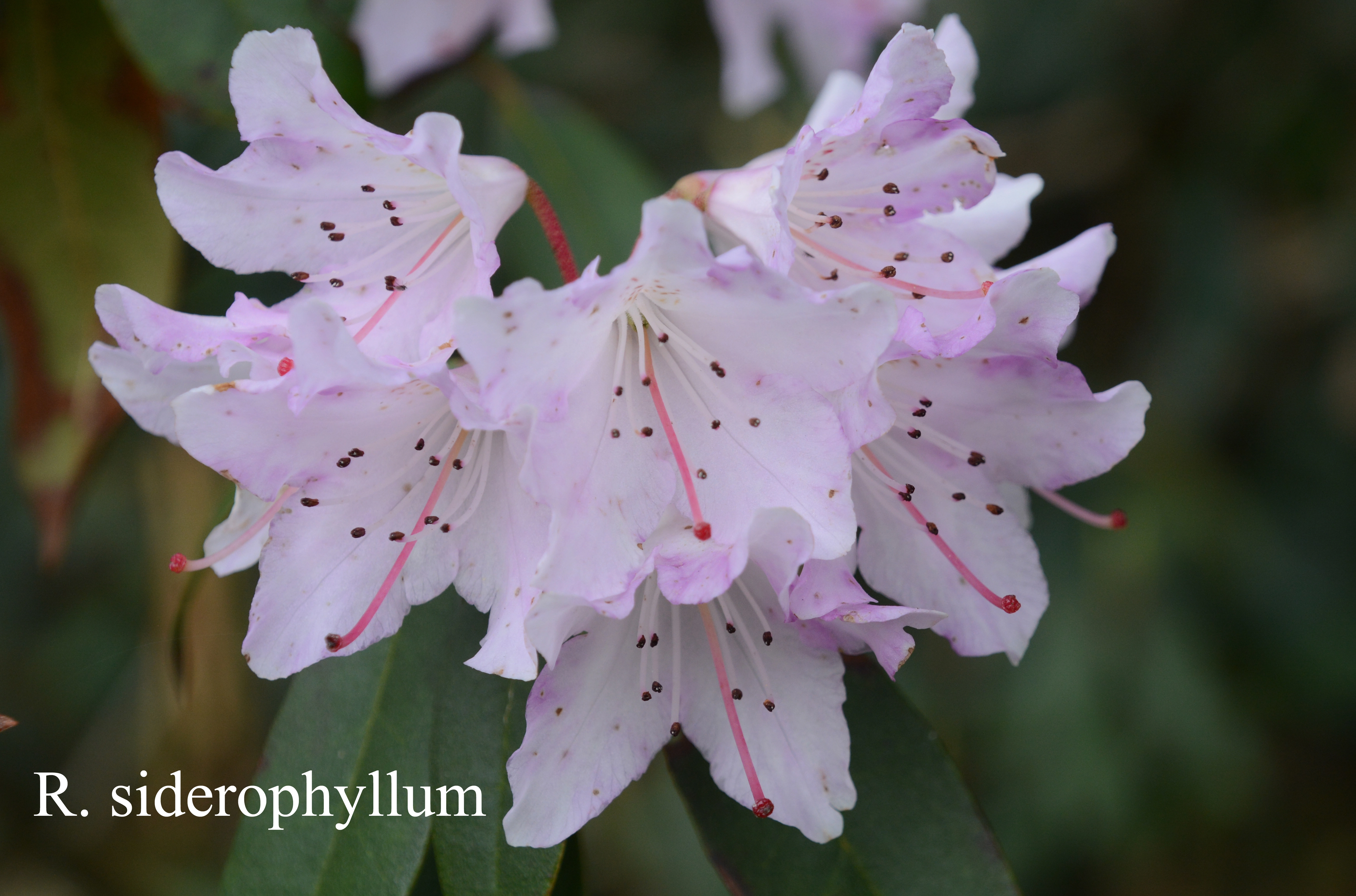 Rhododendron siderophyllum photo