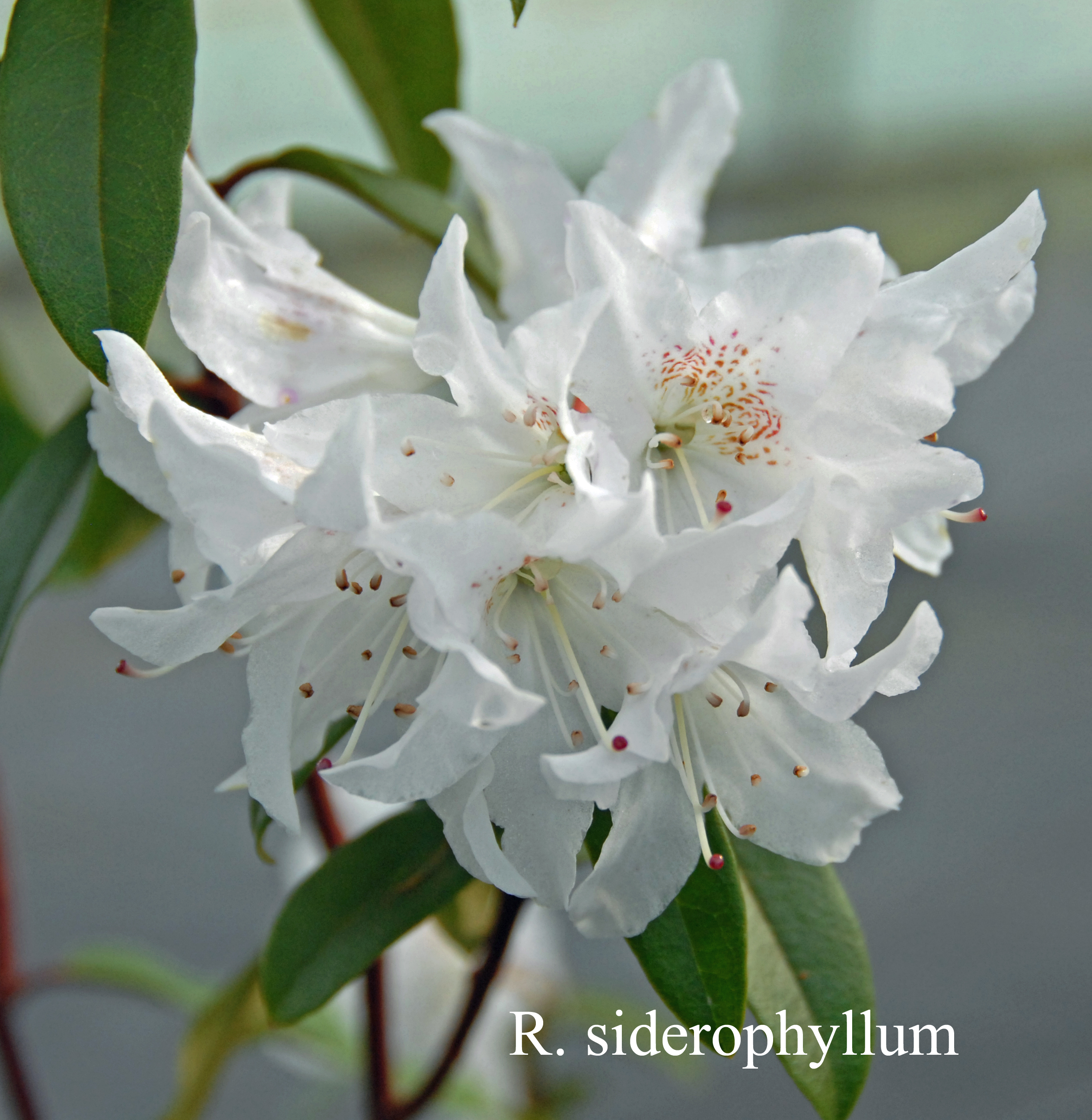 Rhododendron siderophyllum photo