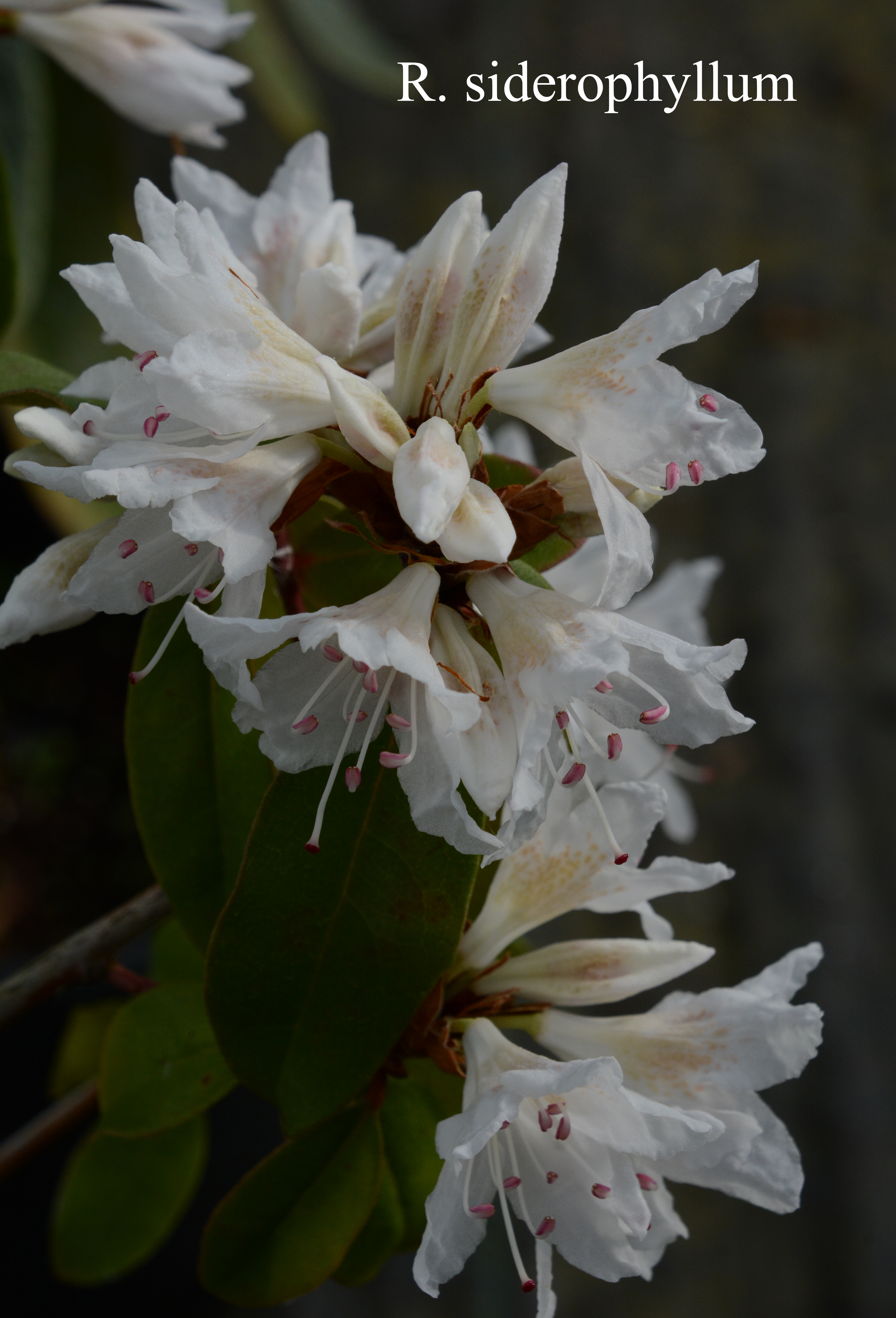 Rhododendron siderophyllum photo