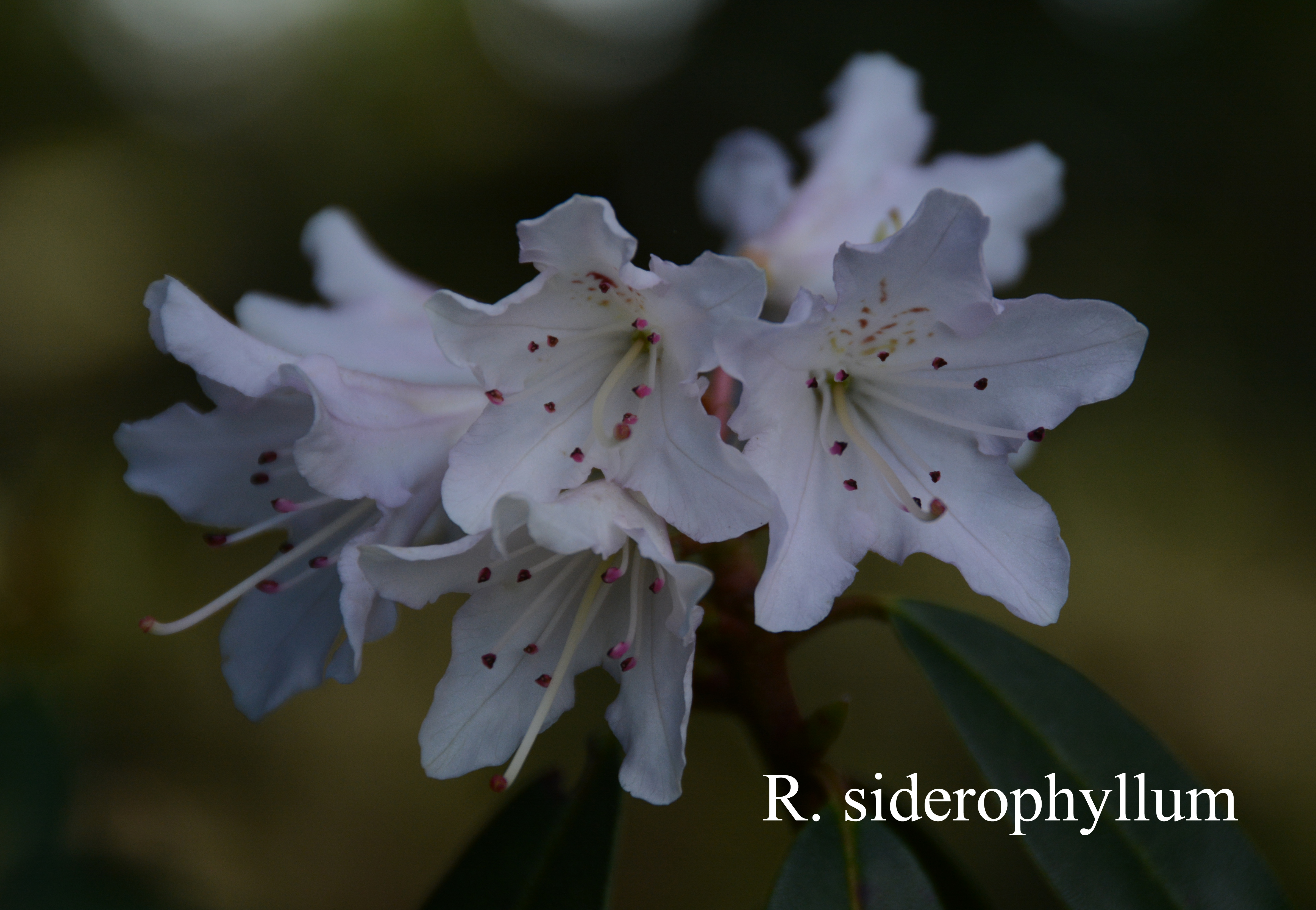 Rhododendron siderophyllum photo