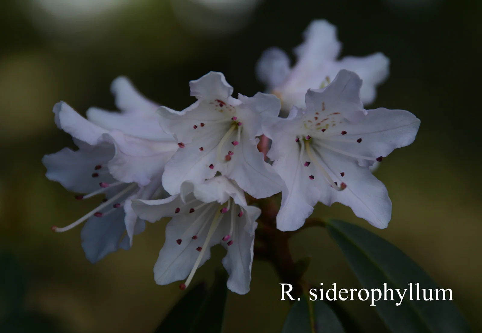 R. siderophyllum photo of R. siderophyllum. orig label: bodinieri - Clark. Location: Fearing's Farm Nursery, Abbotsford, BC, Canada. Photo by: Harold Fearing