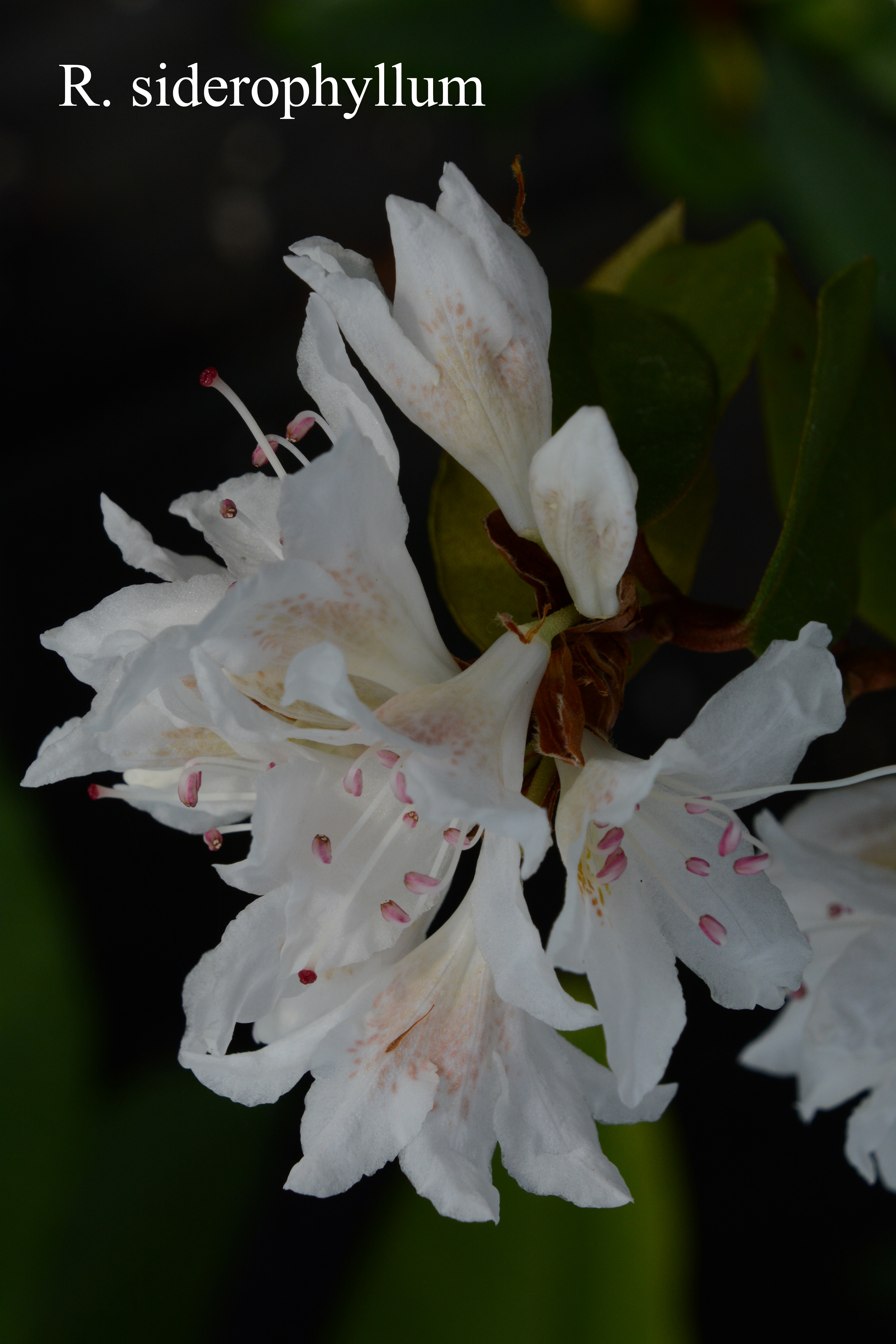 Rhododendron siderophyllum photo
