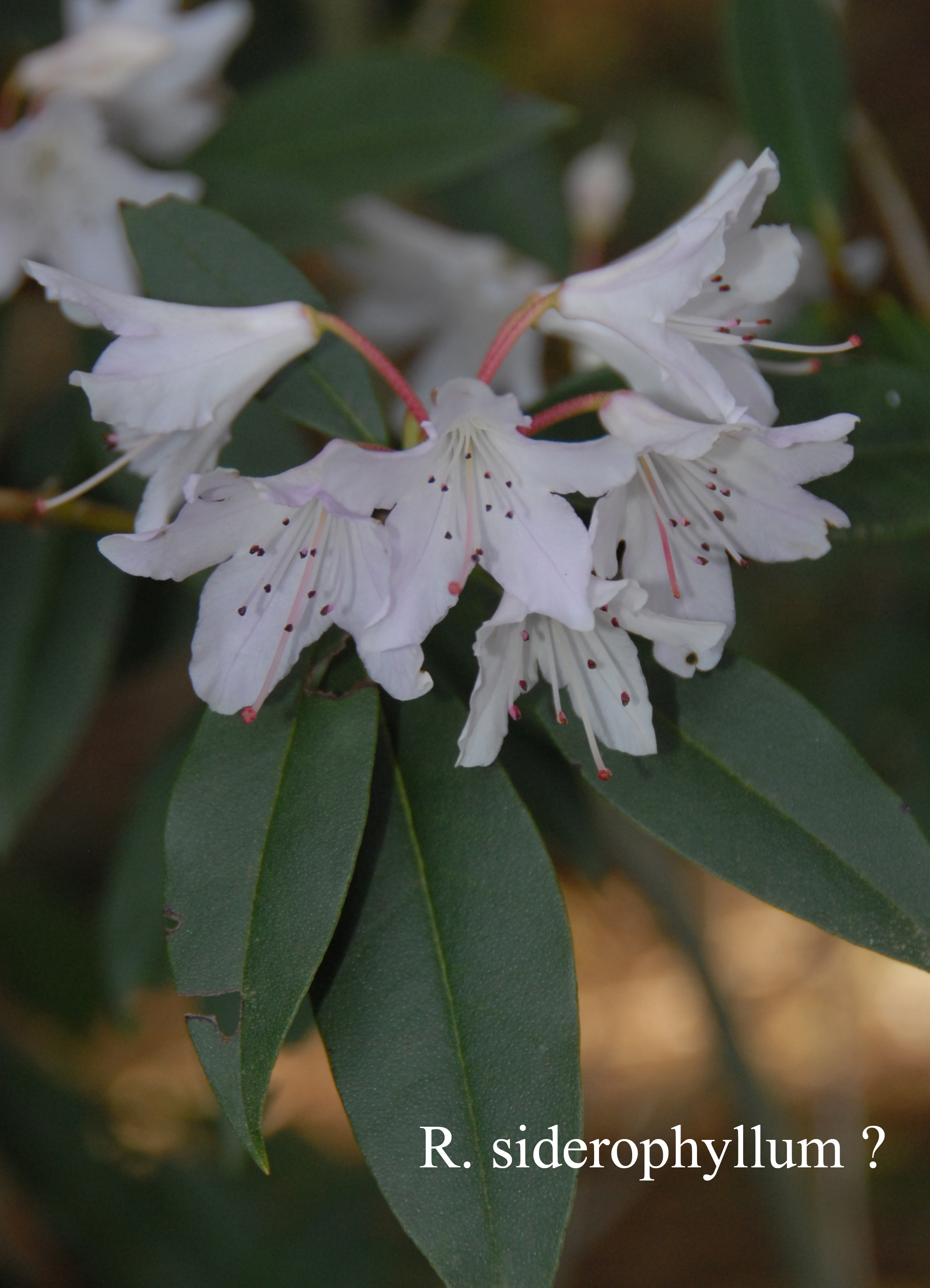 Rhododendron siderophyllum photo
