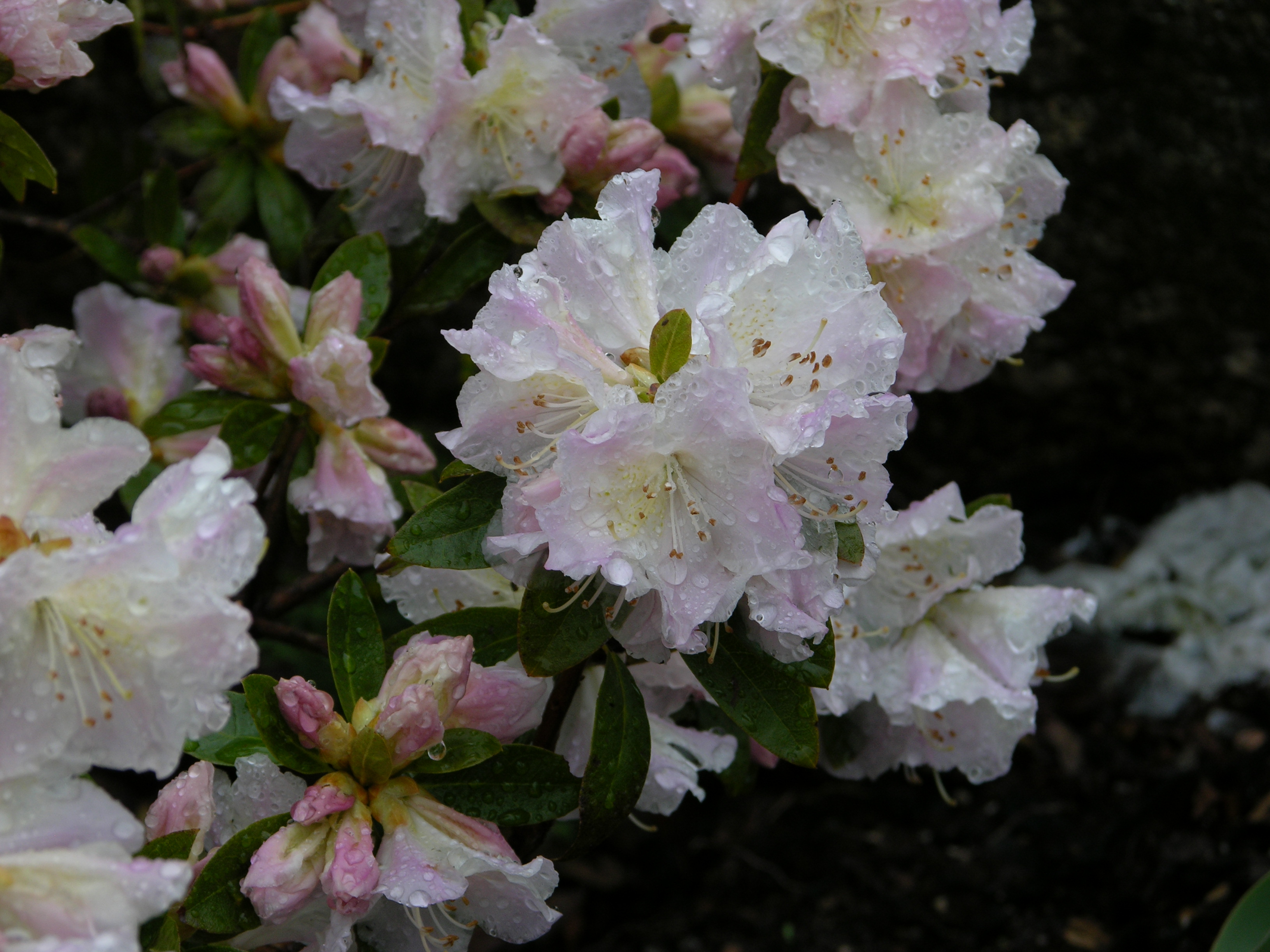 Rhododendron Isola Bella photo