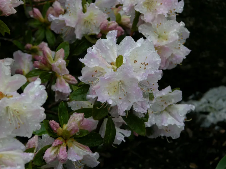 Photo of R. 'Isola Bella', Rhododendron Hybrid