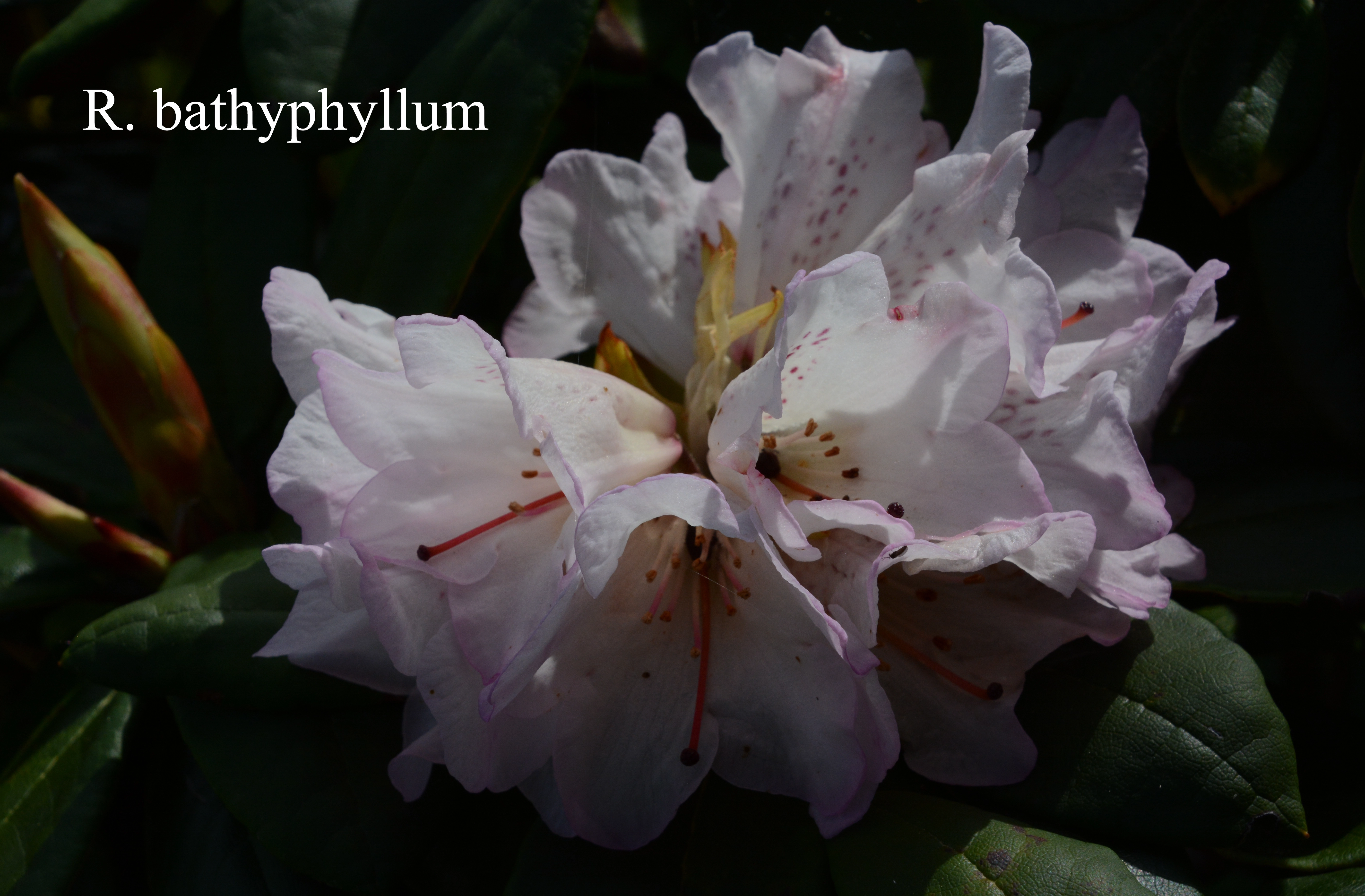 Rhododendron bathyphyllum photo