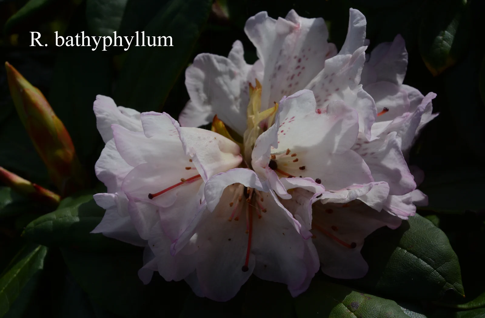 R. bathyphyllum photo of R. bathyphyllum. ?. Location: Fearing's Farm Nursery, Abbotsford, BC, Canada. Photo by: Harold Fearing