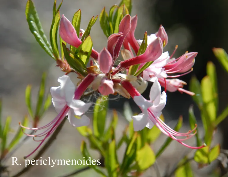 Photo of R. periclymenoides, Species