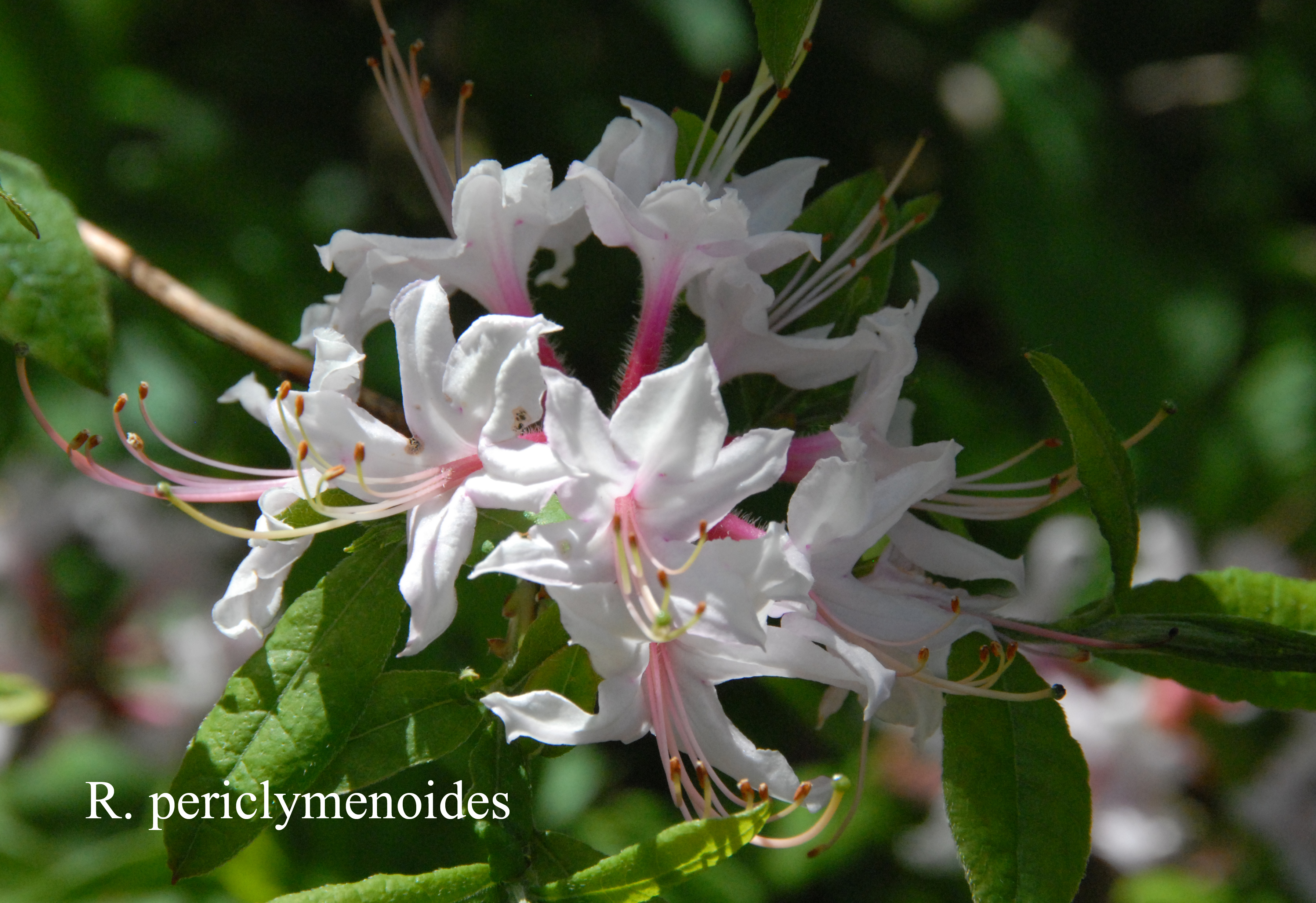 Rhododendron periclymenoides photo
