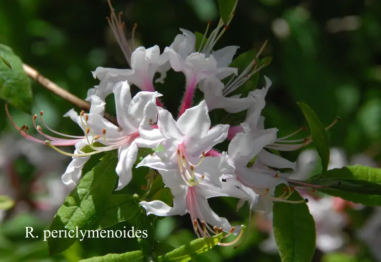 Photo of R. periclymenoides, Species