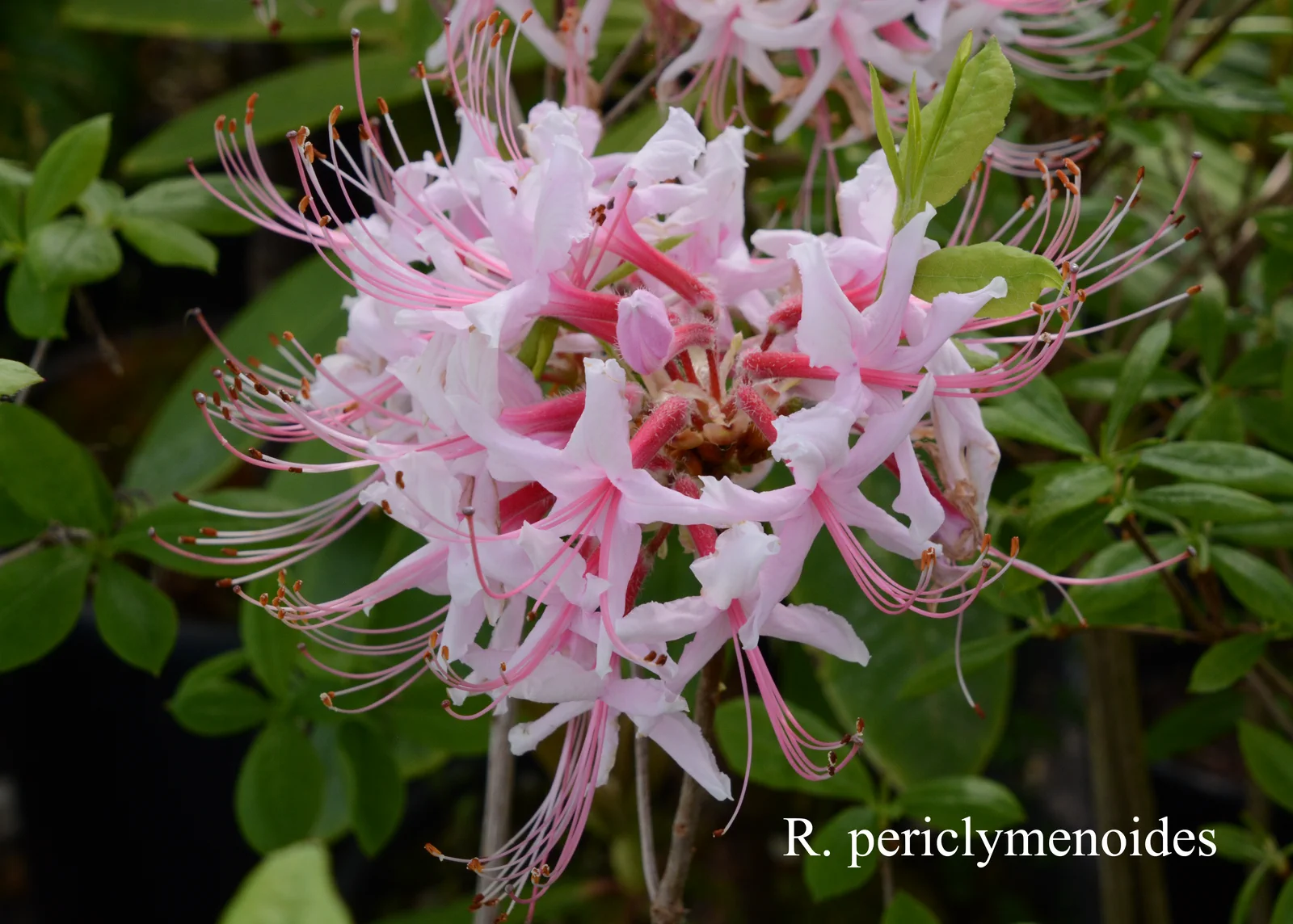 R. periclymenoides photo of R. periclymenoides. Location: Fearing's Farm Nursery, Abbotsford, BC, Canada. Photo by: Harold Fearing