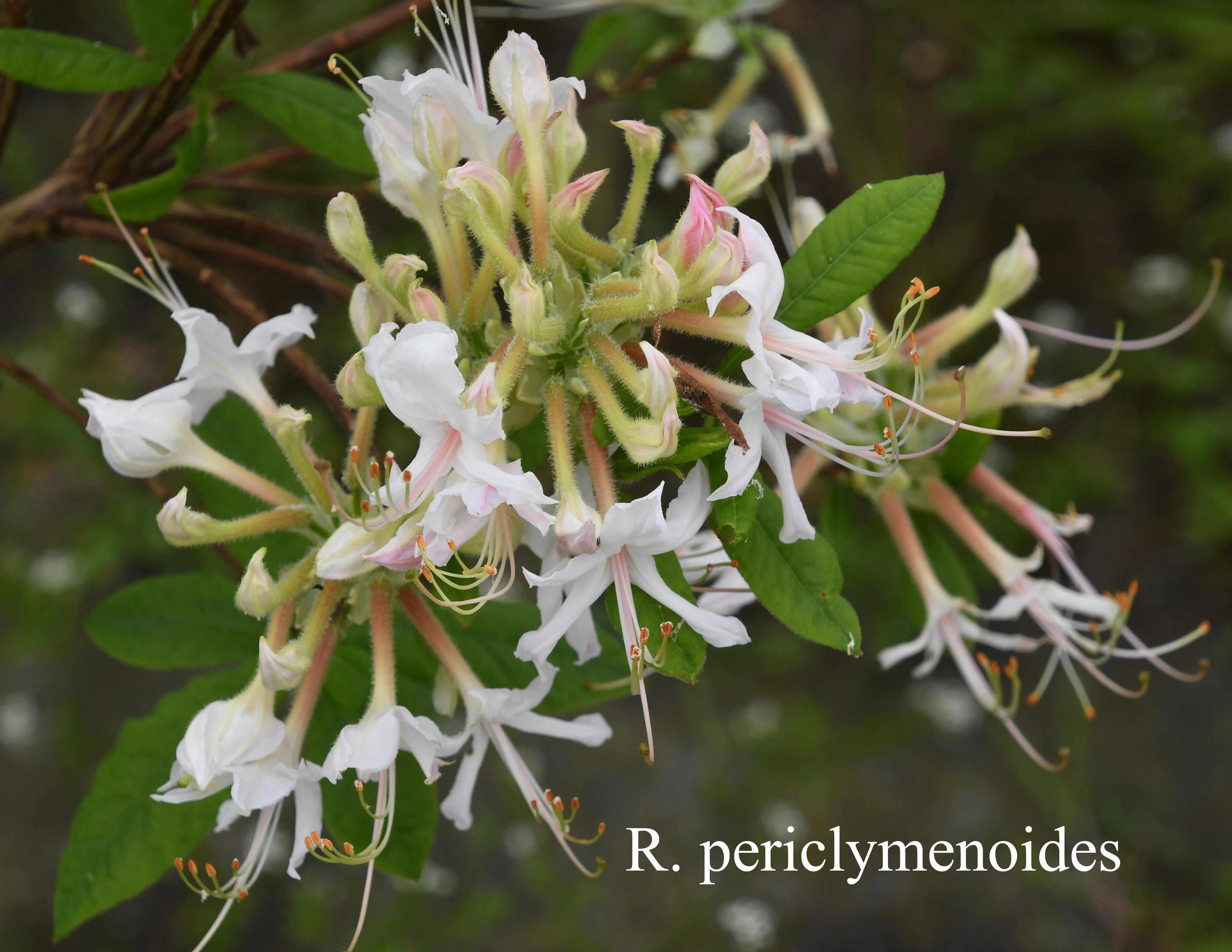 Rhododendron periclymenoides photo