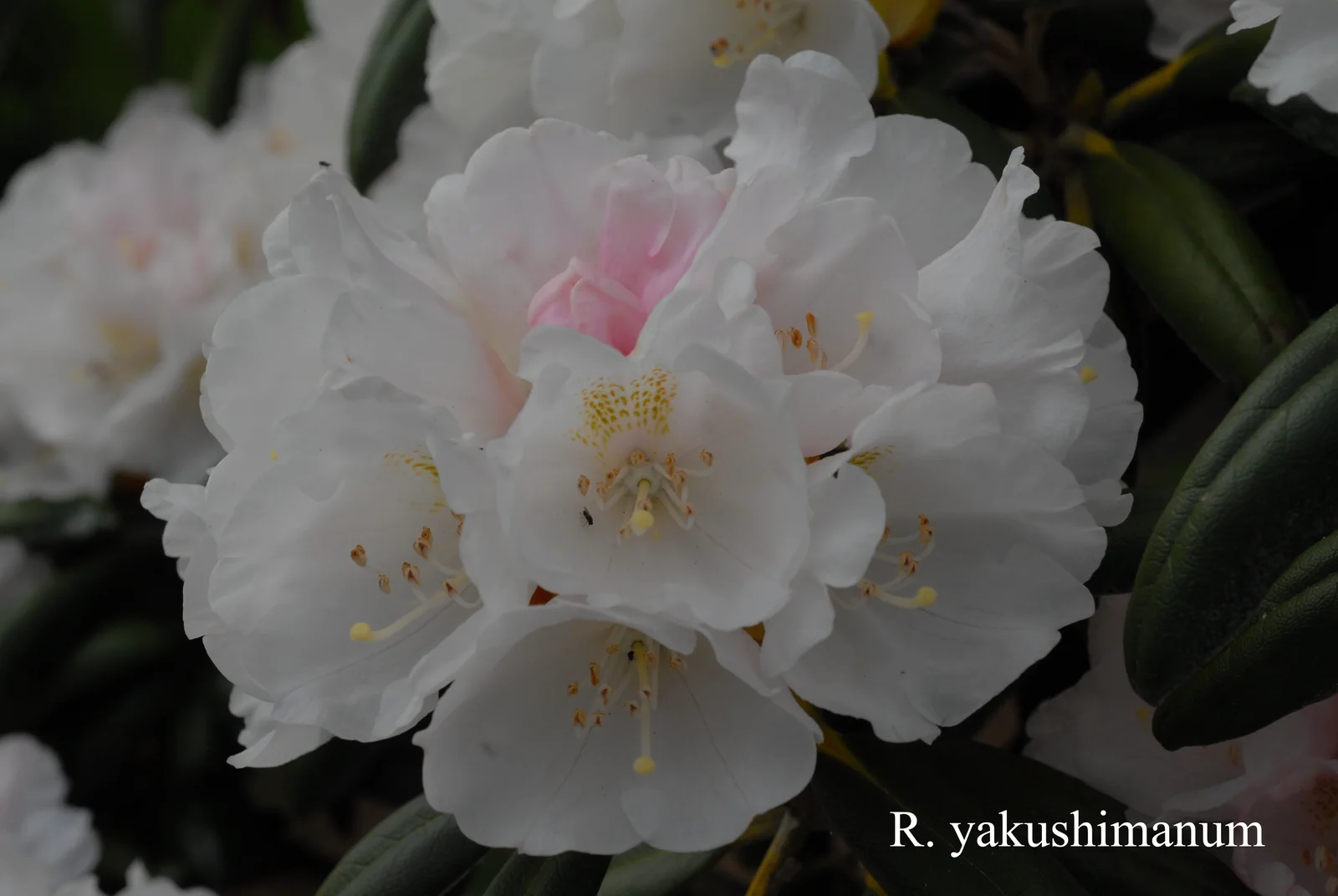 R. yakushimanum photo of R. yakushimanum. Location: Fearing's Farm Nursery, Abbotsford, BC, Canada. Photo by: Harold Fearing