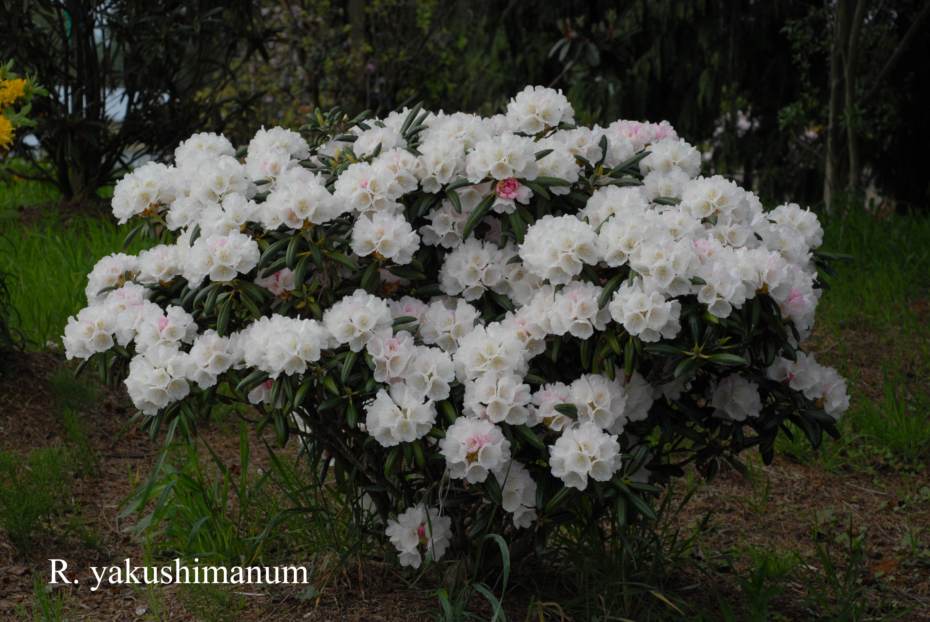 Rhododendron yakushimanum photo