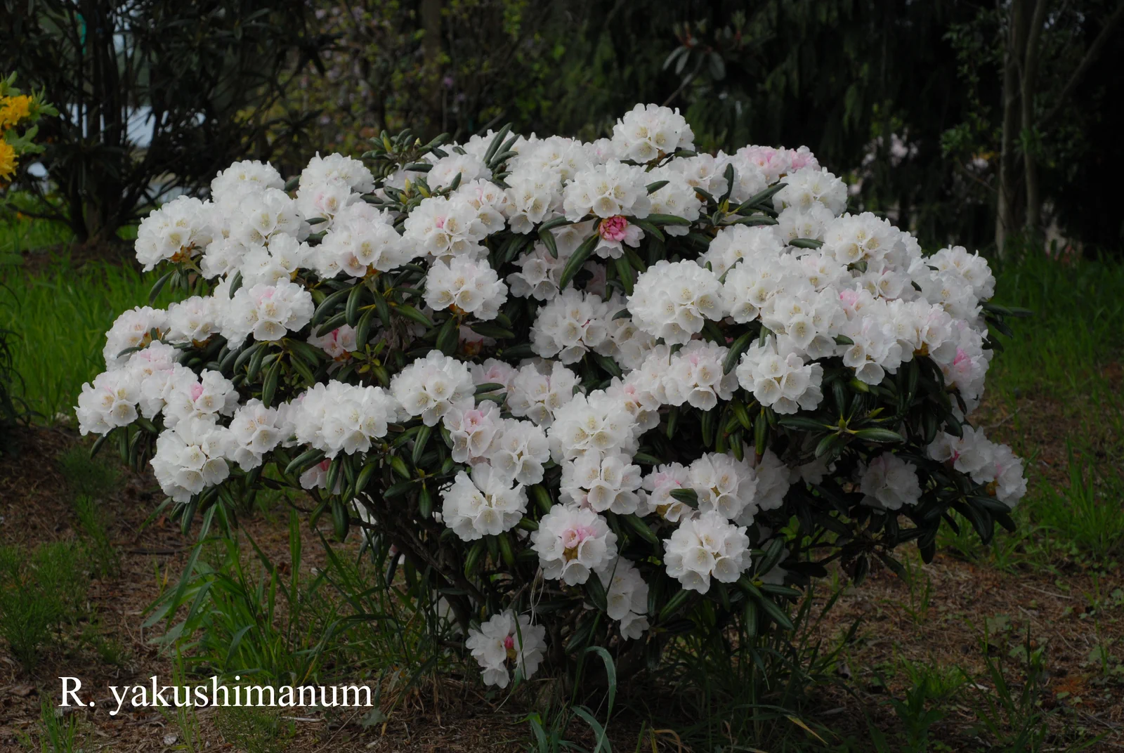 R. yakushimanum photo of R. yakushimanum. Location: Fearing's Farm Nursery, Abbotsford, BC, Canada. Photo by: Harold Fearing