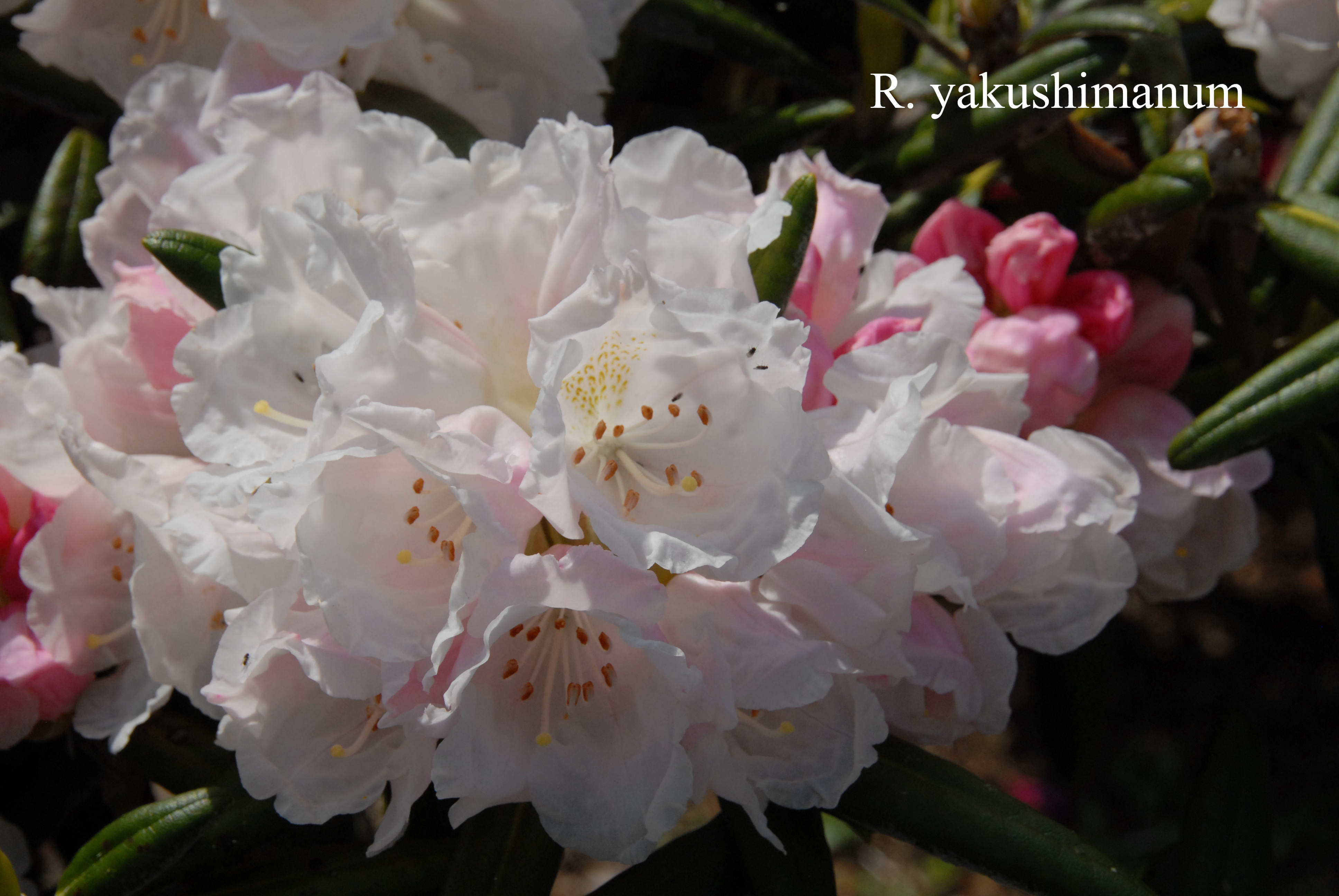 Rhododendron yakushimanum photo