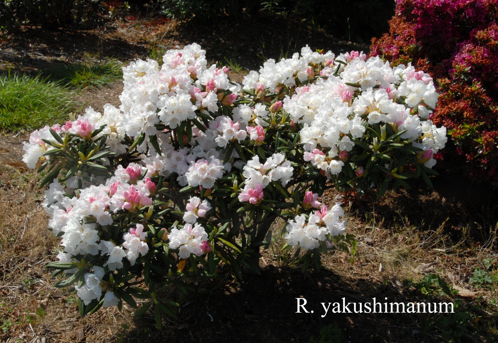 R. yakushimanum photo of R. yakushimanum. Location: Fearing's Farm Nursery, Abbotsford, BC, Canada. Photo by: Harold Fearing