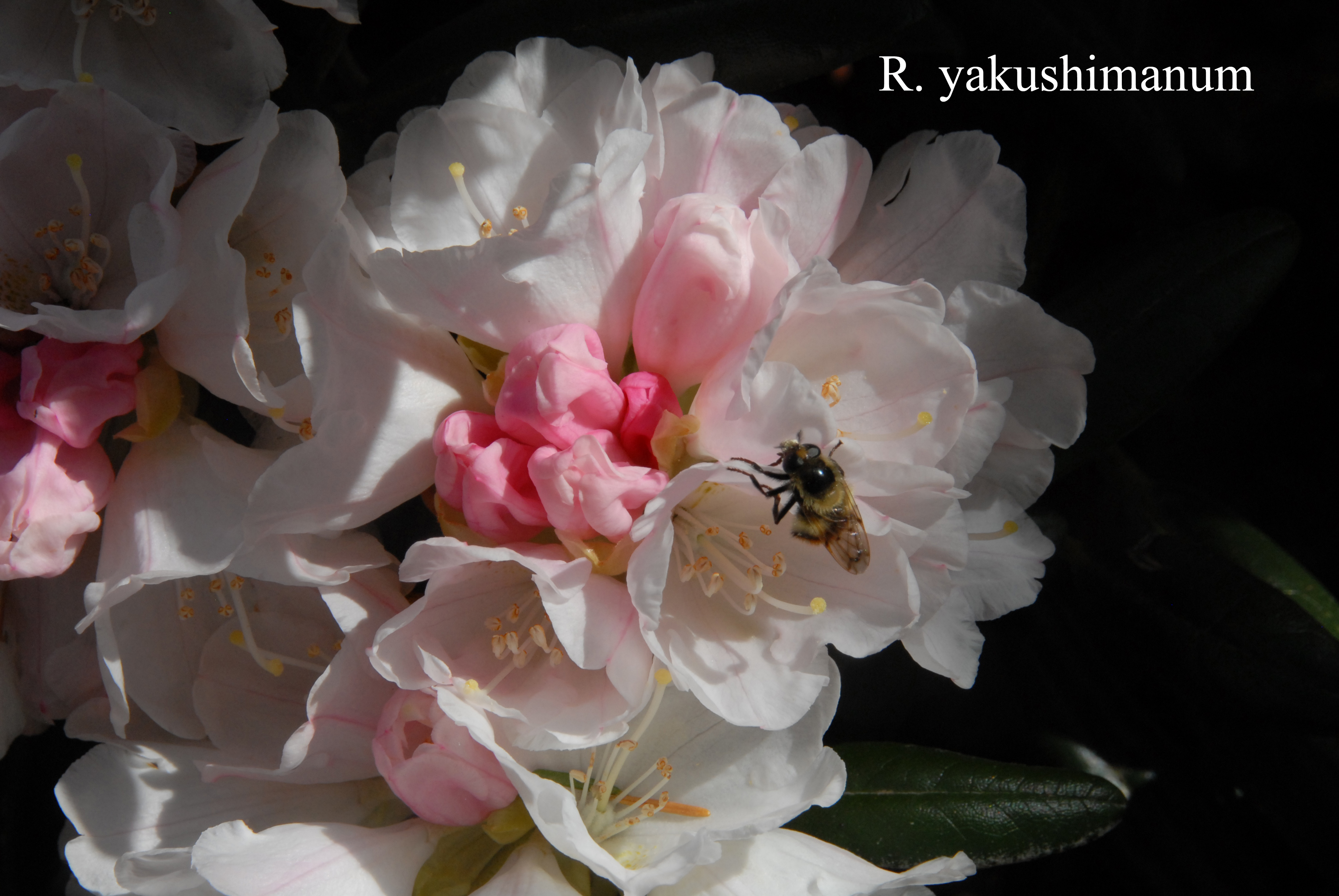Rhododendron yakushimanum photo