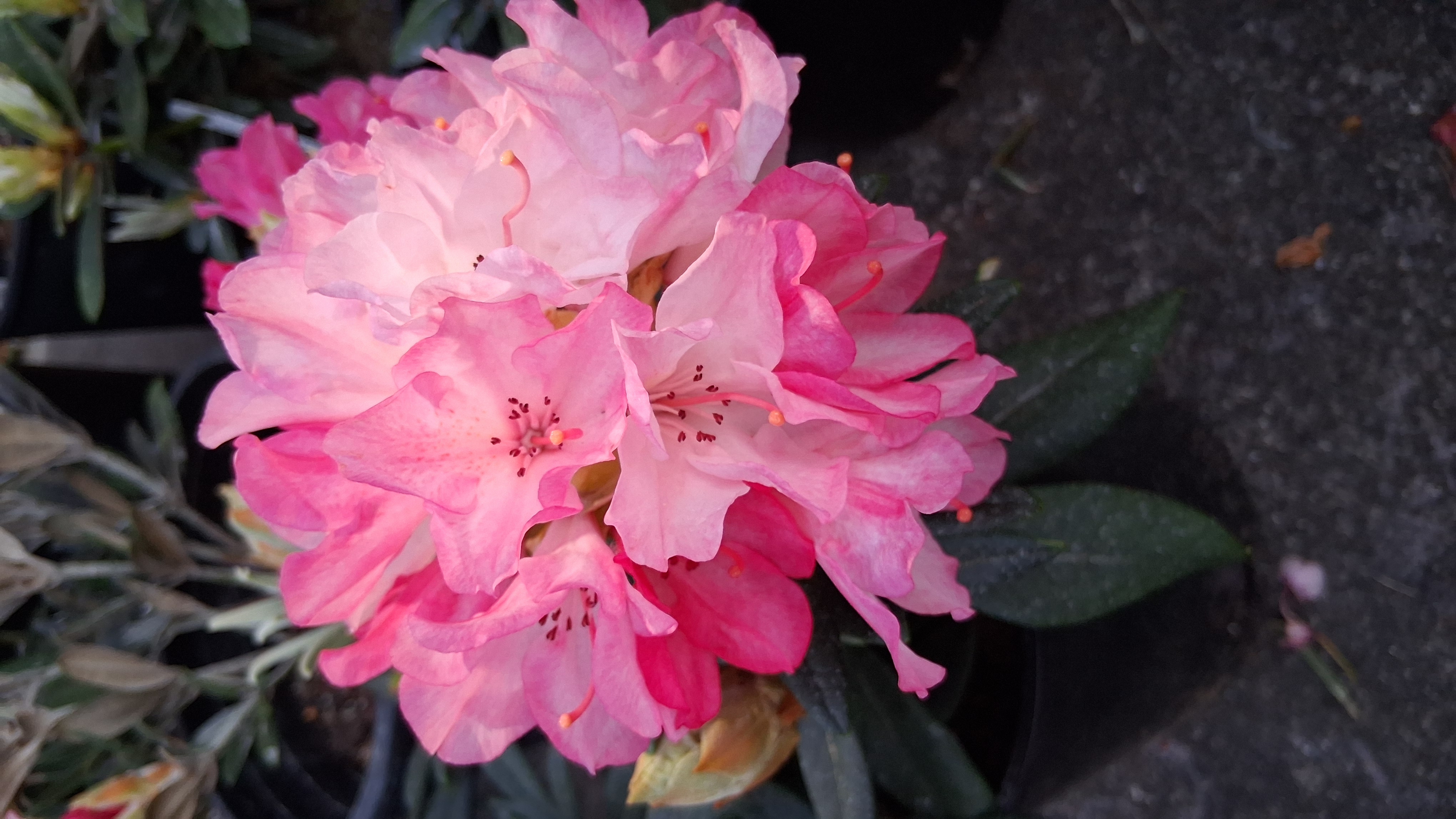 Rhododendron Aloha photo