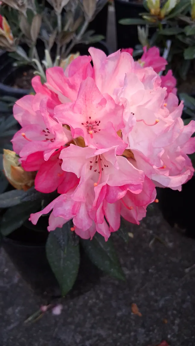Photo of R. 'Aloha', Rhododendron Hybrid