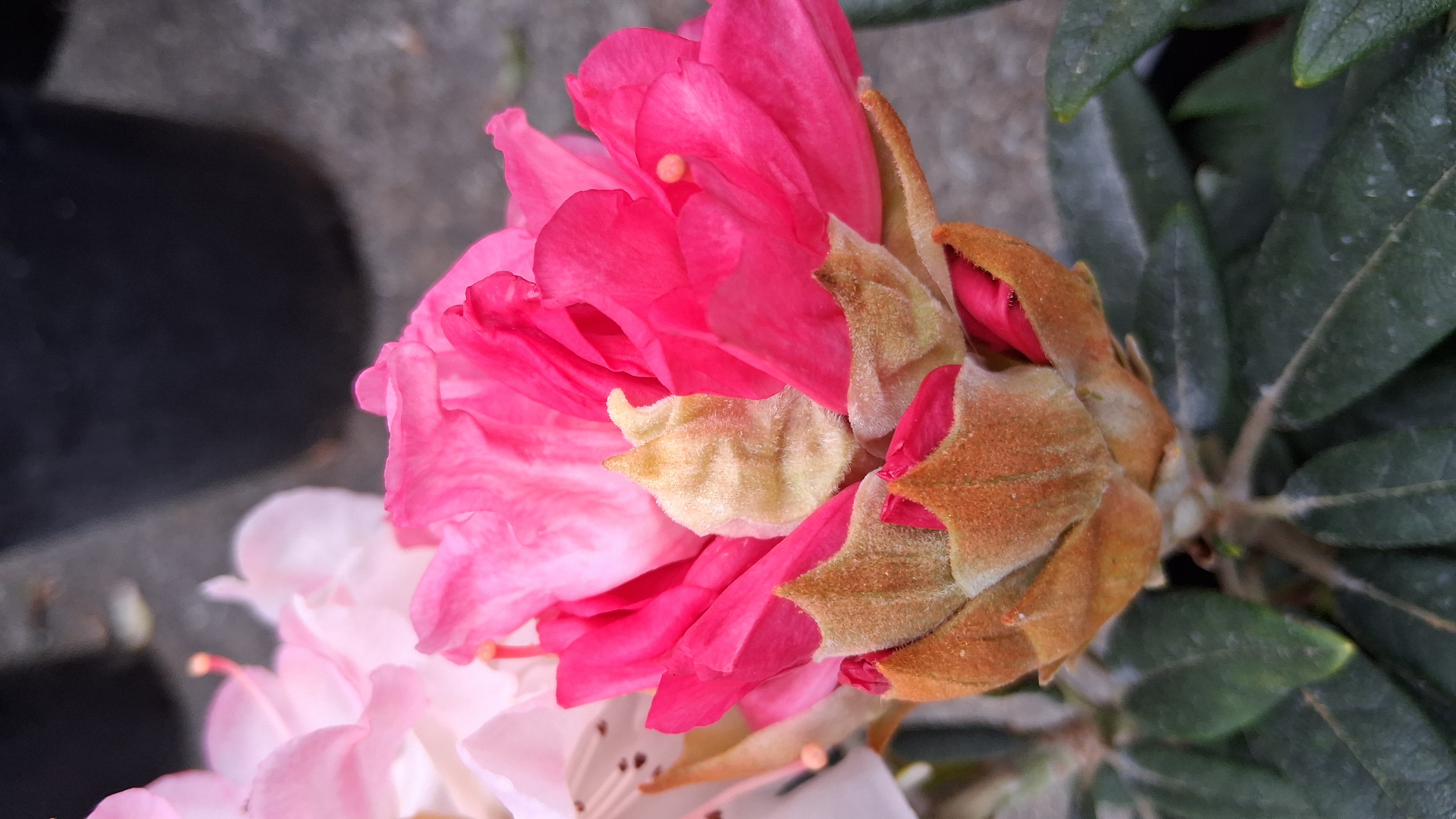 Rhododendron Aloha photo
