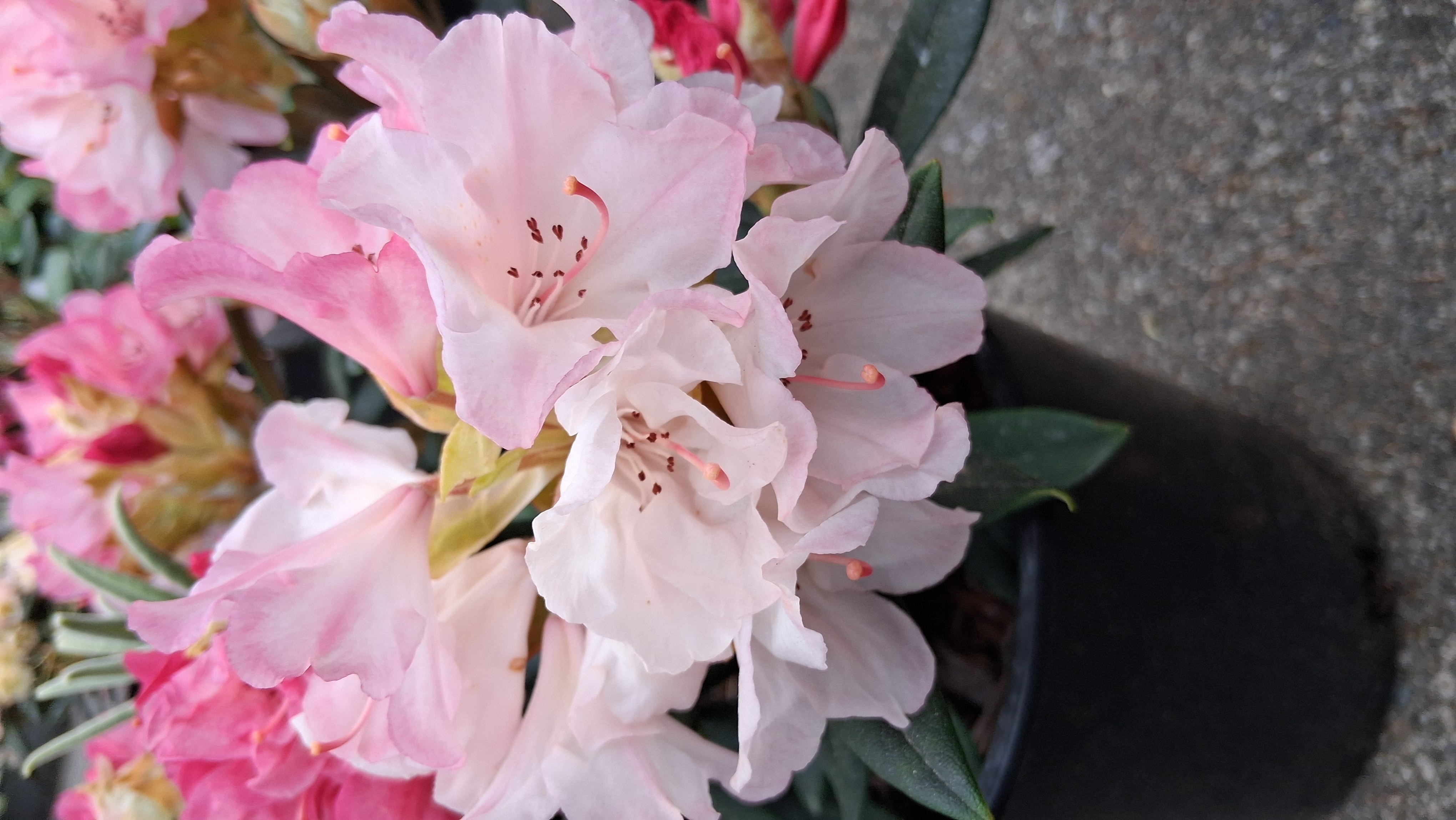 Rhododendron Aloha photo