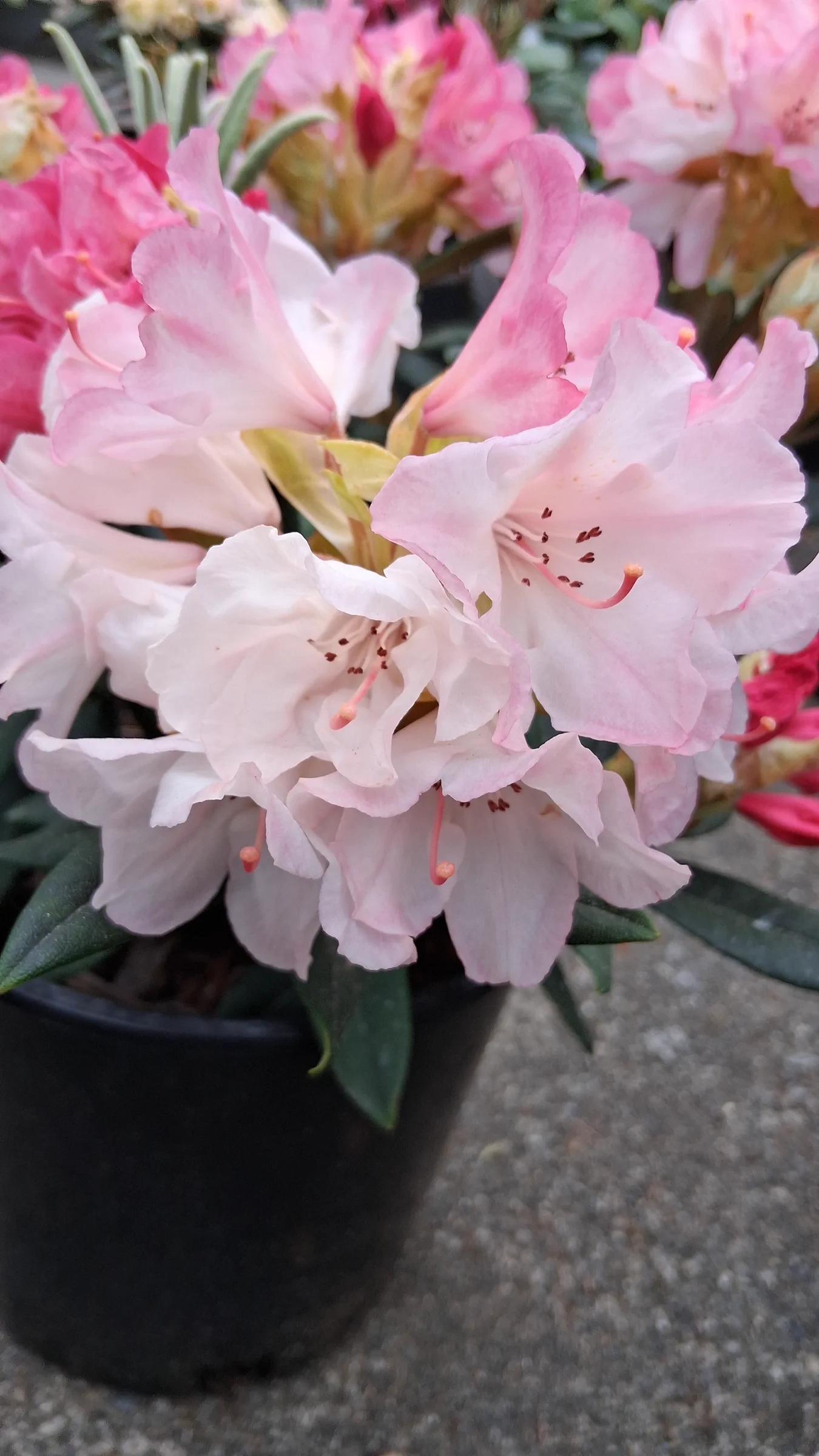 R. 'Aloha' photo of R. 'Aloha'. R. 'Aloha' quickly fades from pink to white.. Location: Private Garden Seatac, WA. Photo by: Thatrhodylady