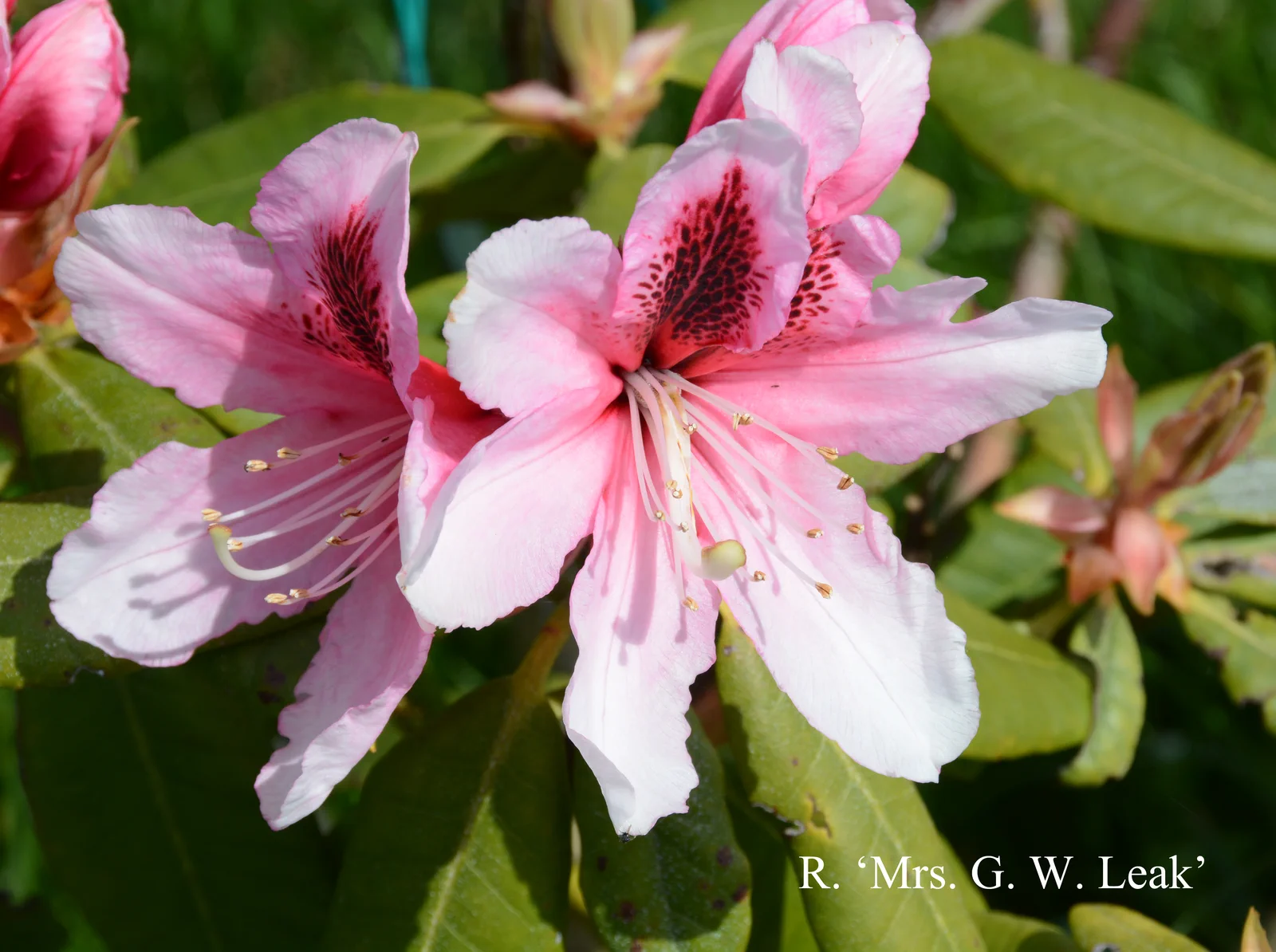 R. 'Mrs G. W. Leak' photo of R. 'Mrs G. W. Leak'. Location: Fearing's Farm Nursery, Abbotsford, BC, Canada. Photo by: Harold Fearing
