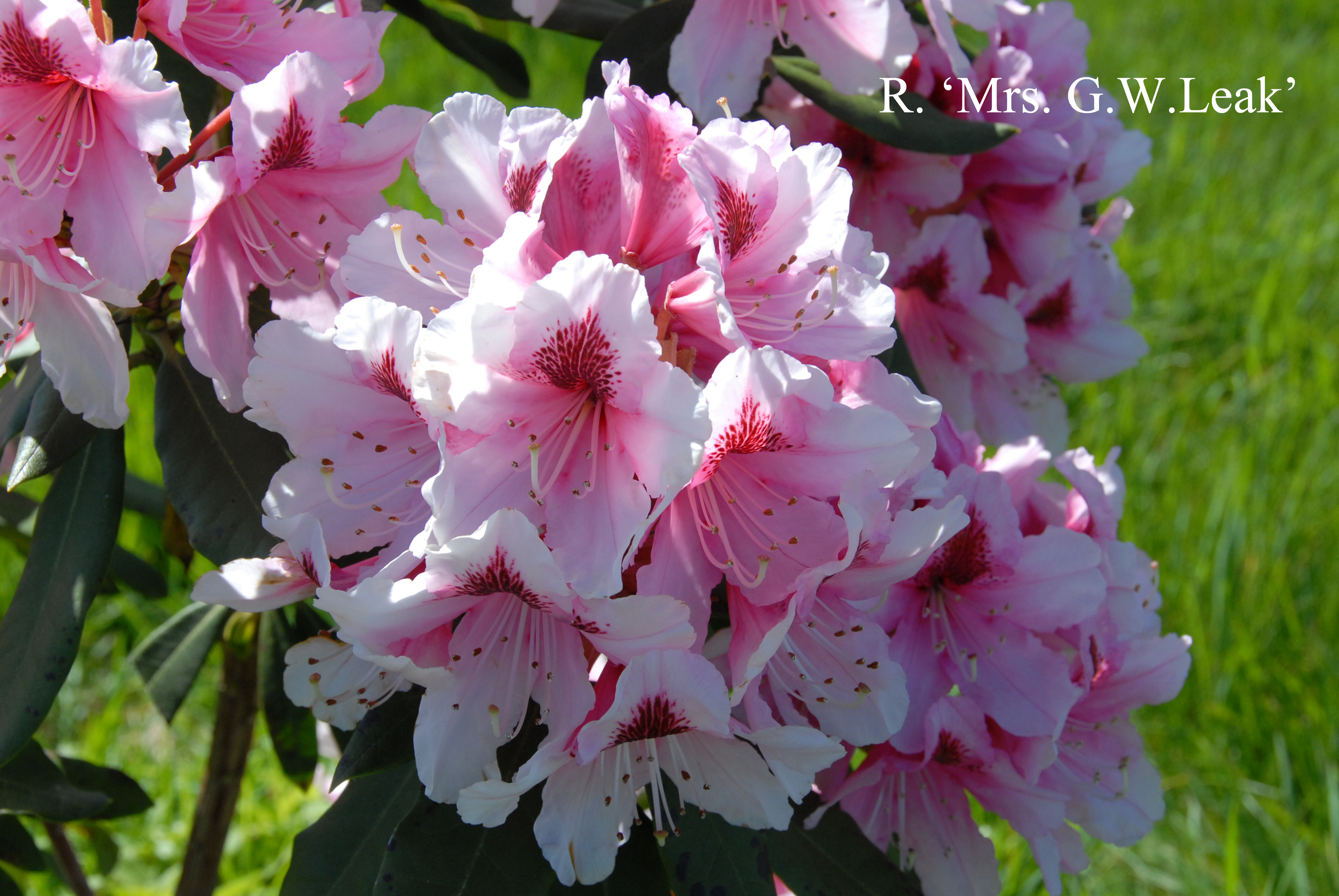 Rhododendron Mrs G. W. Leak photo