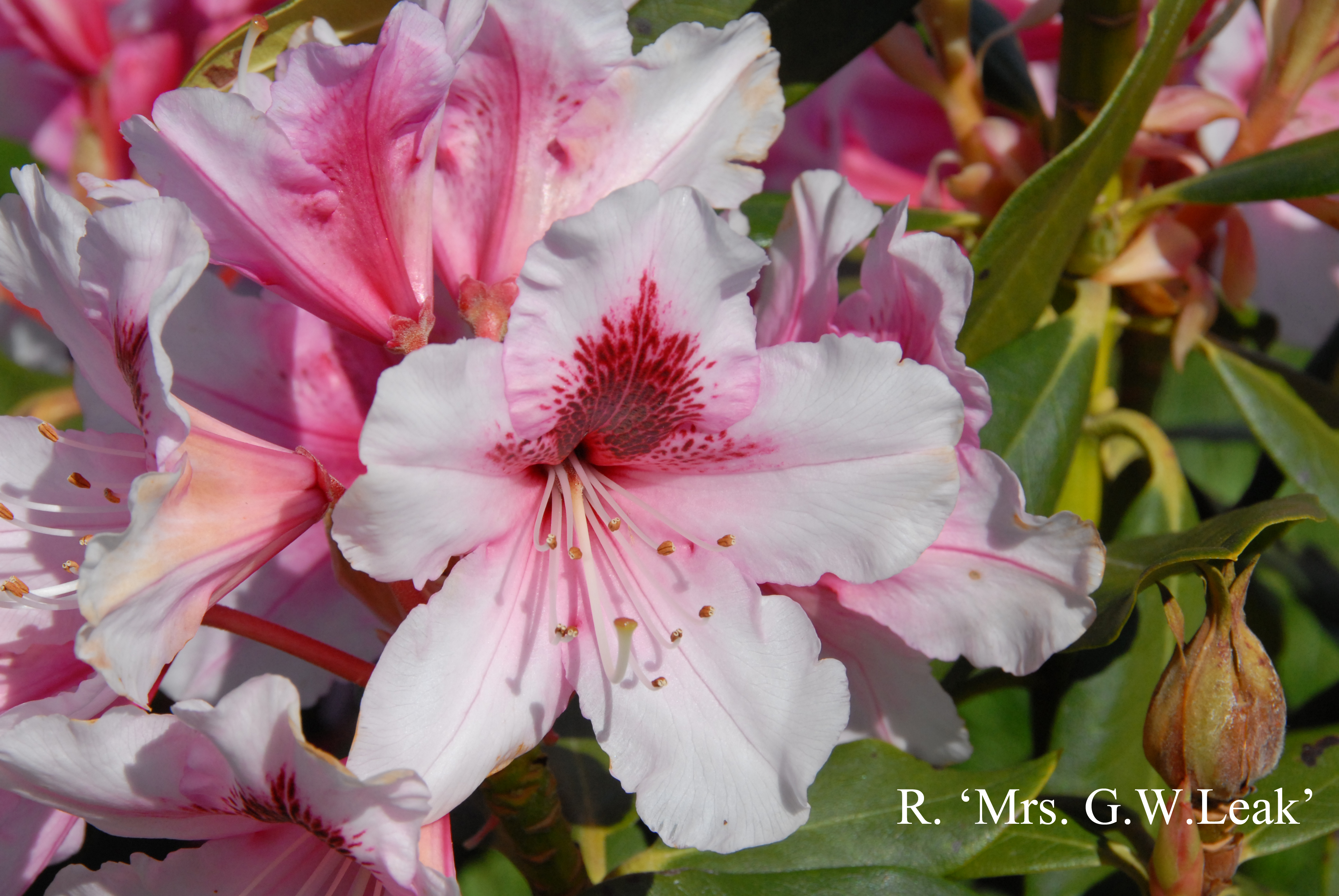 Rhododendron Mrs G. W. Leak photo